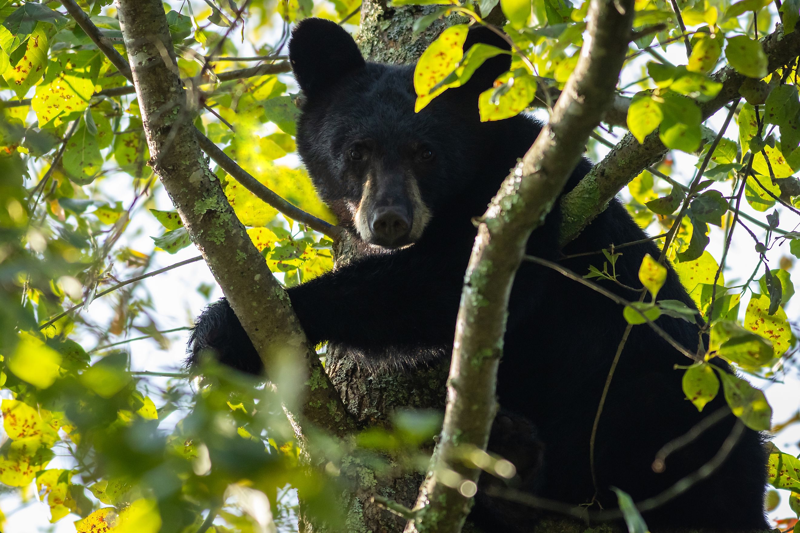 Young Black Bear in leafy tree with glimpse of sunlight looking down in High Point State Park, New Jersey