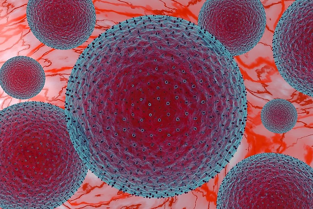 The bazaar fly is one of the main transmitters of trachoma, through the bacterium Chlamydia trachomatis (pictured).