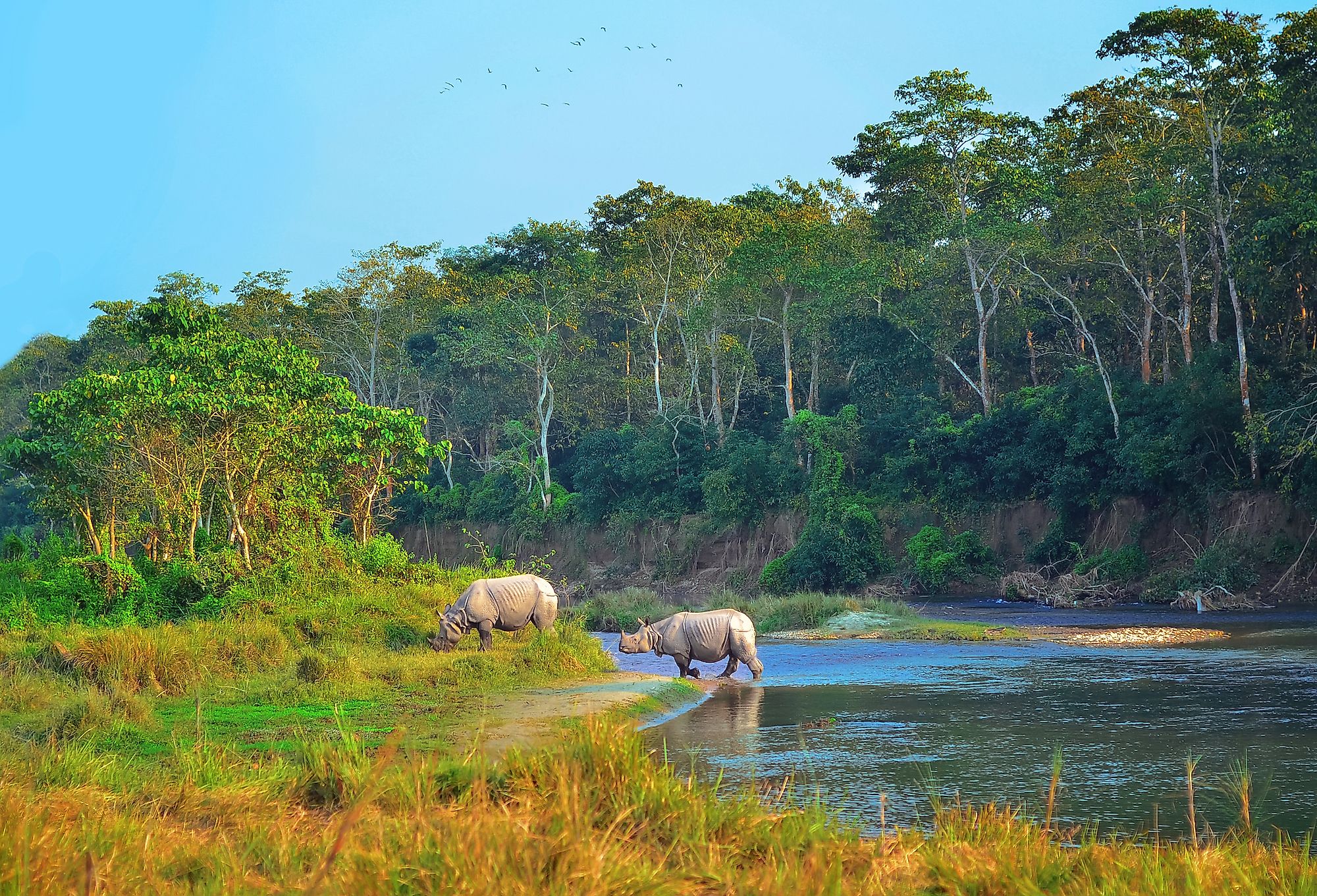 Indian rhinos in Chitwan National Park in Nepal. Image credit: Natalia Maroz/Shutterstock.com
