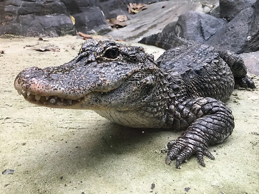 Chinese alligators spend a lot of time basking in the sun.
