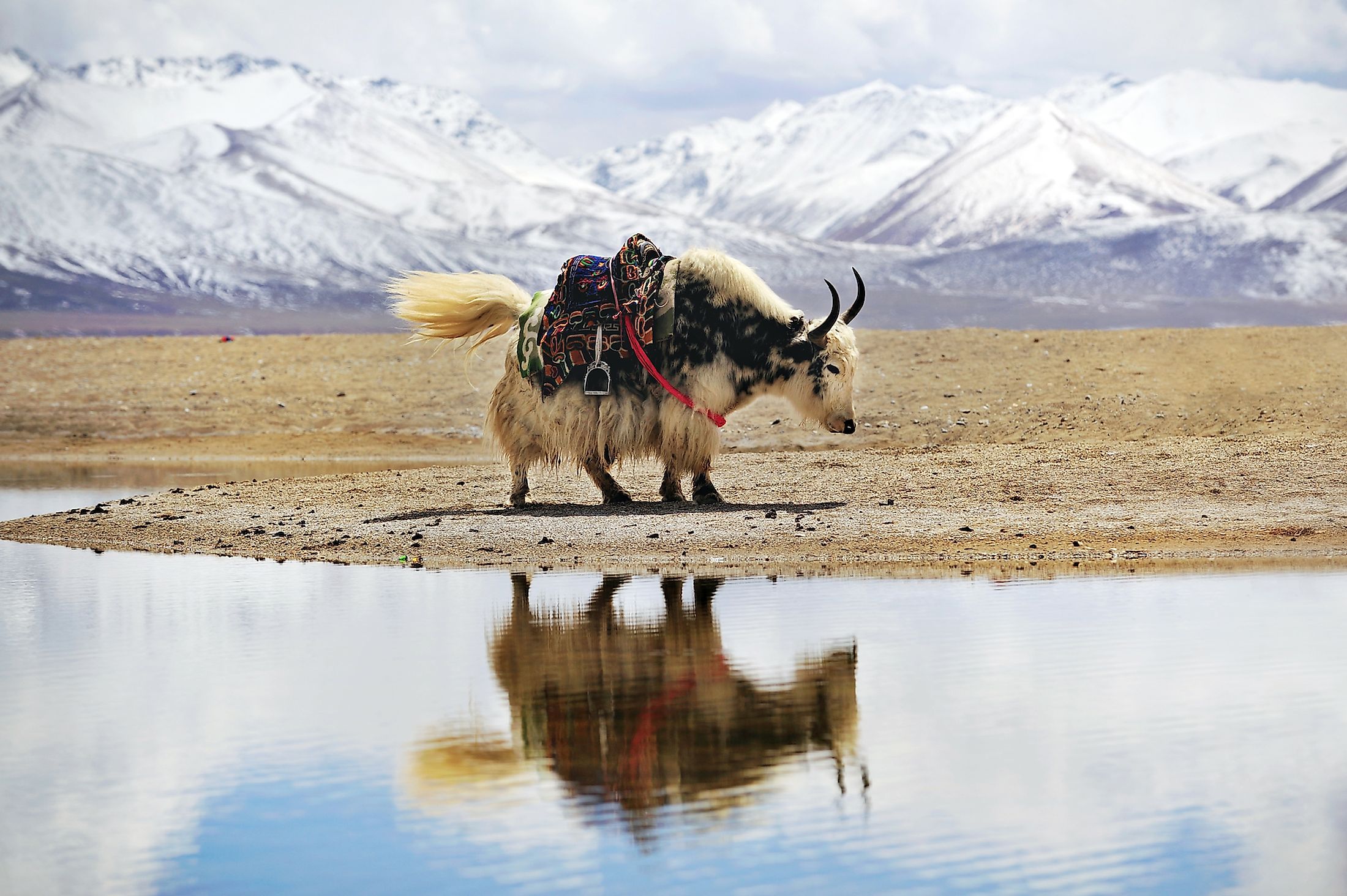 A yak on the Tibetan Plateau