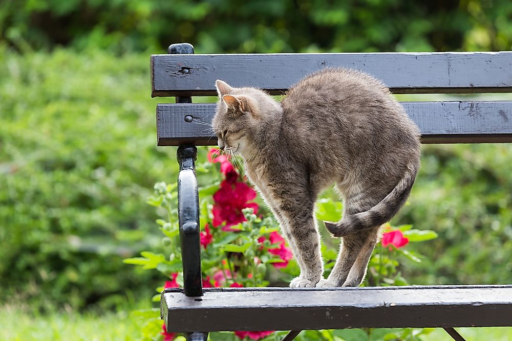 A back arch could simply be a regular movement following a long, relaxing cat nap.