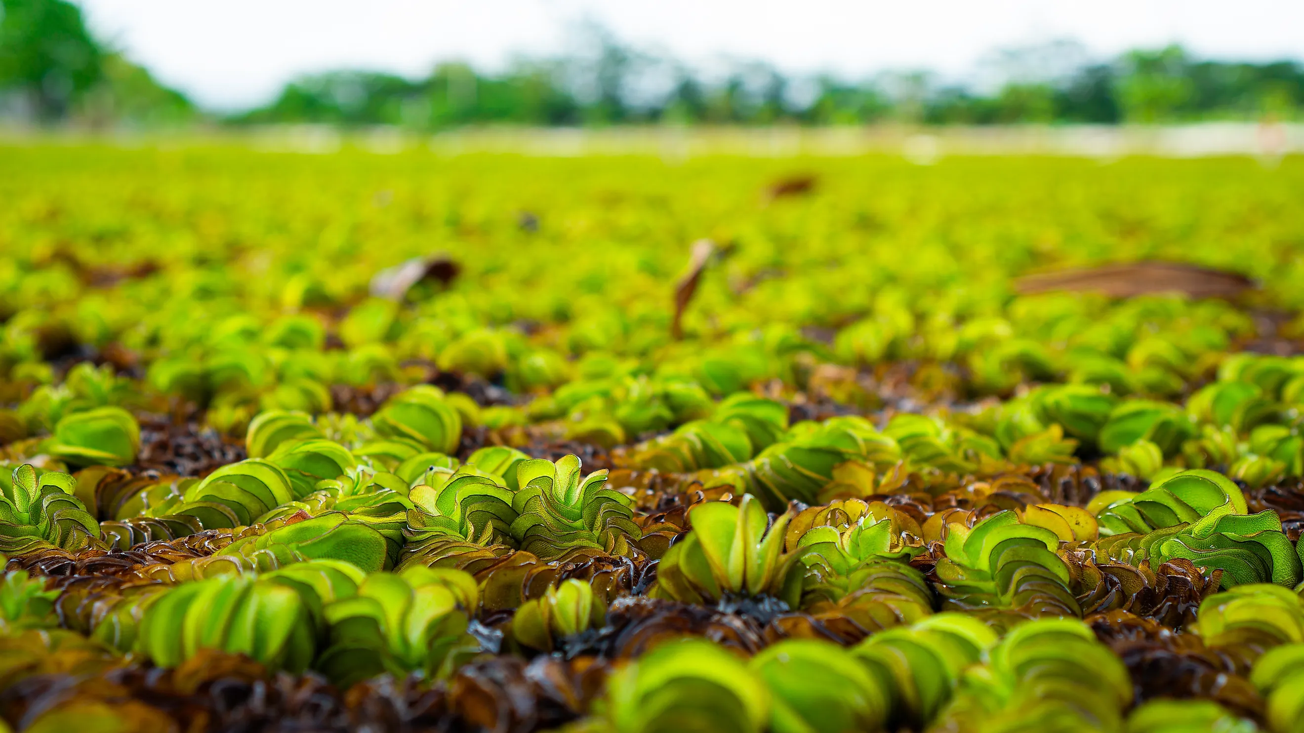 Salvinia Molesta, commonly known as Giant Salvinia, is an aquatic fern. 