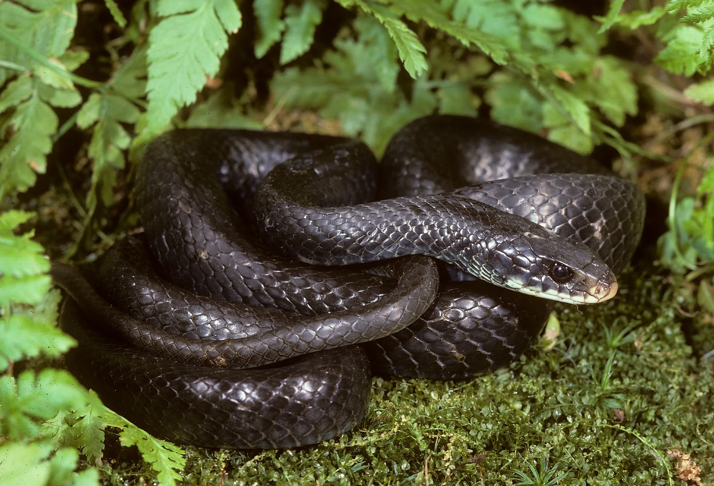 Northern Black Racer (Coluber constrictor).