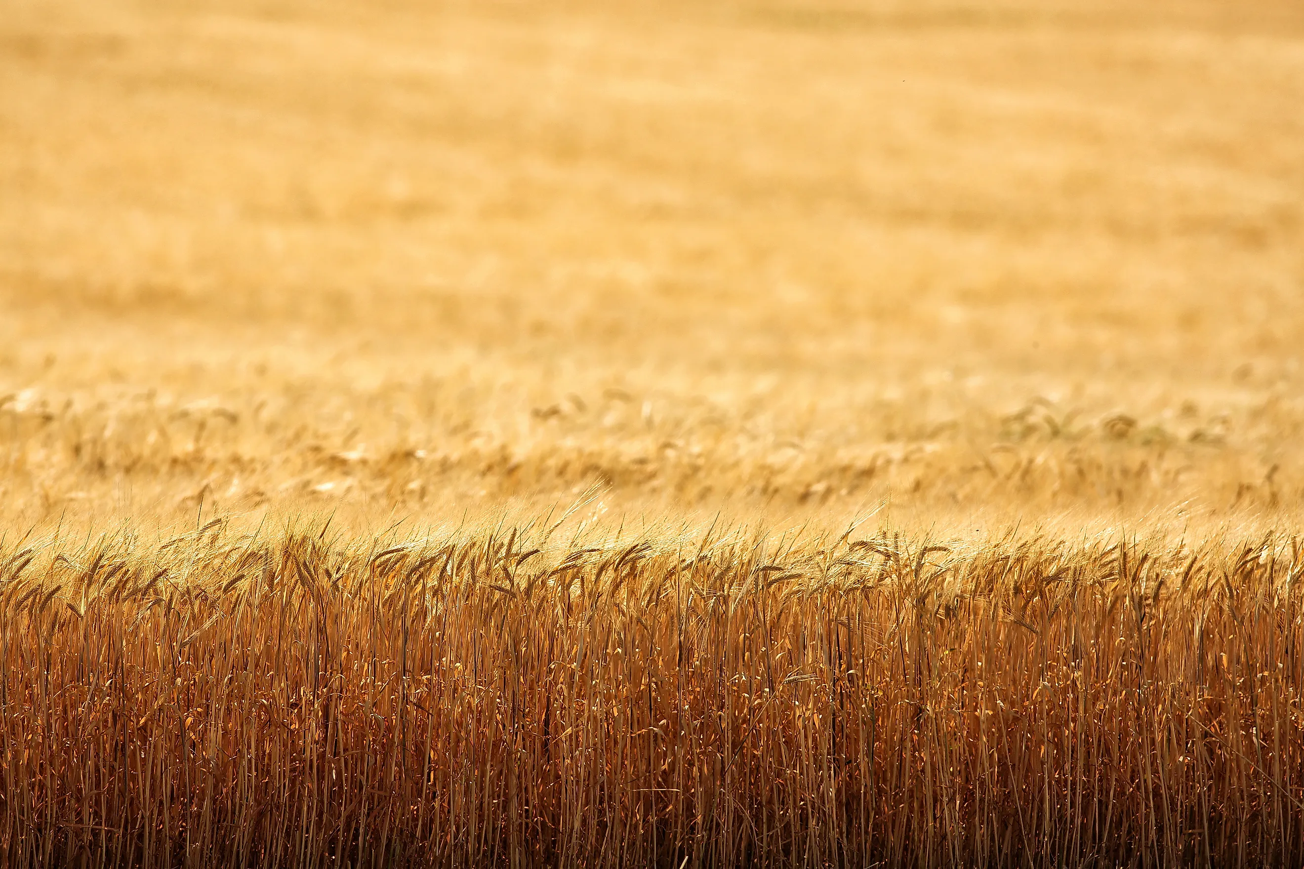 An early morning view of ripe wheat, ready for harvest, in the fertile farm fields of Idaho.