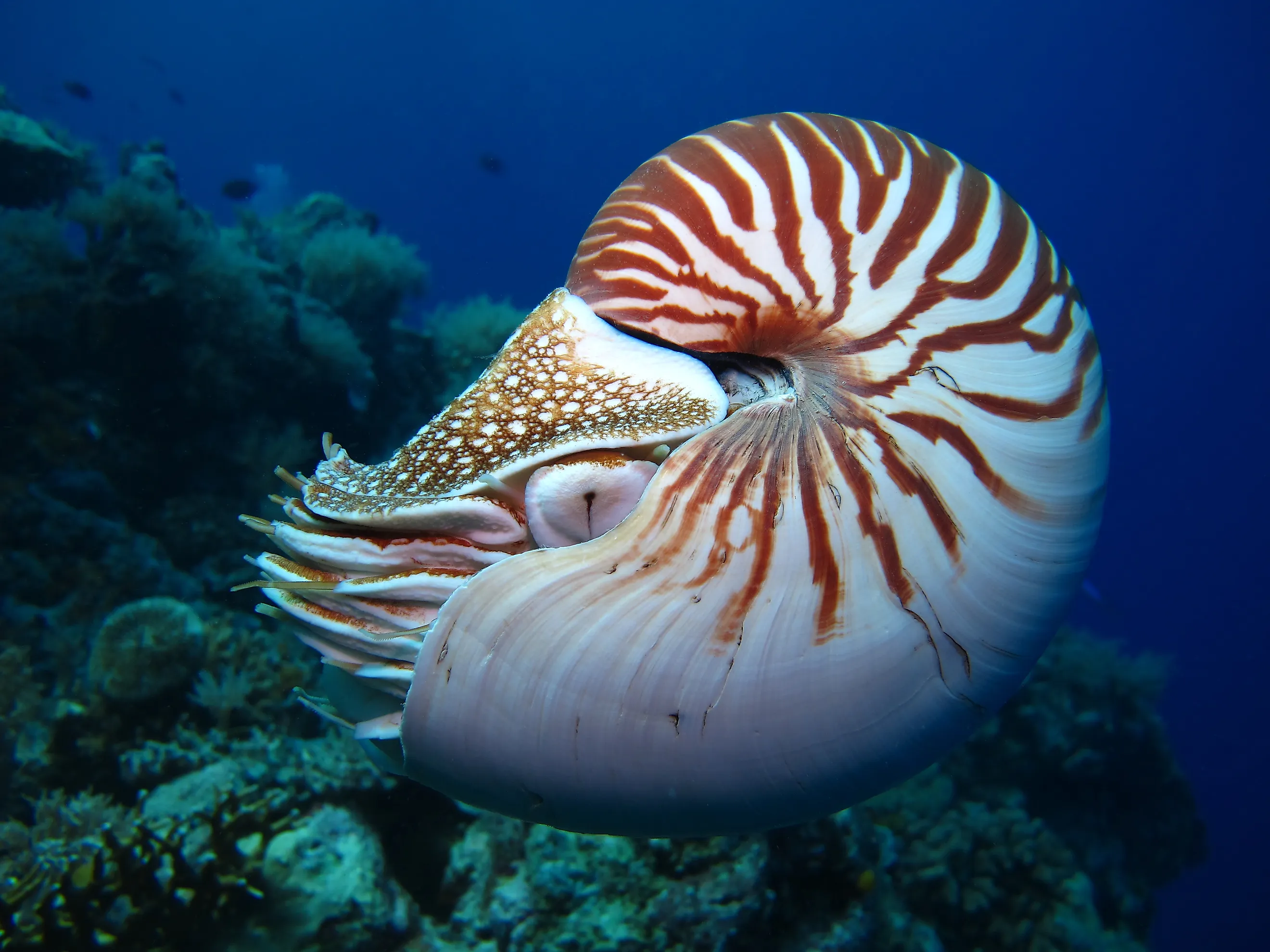 A nautilus in the water.