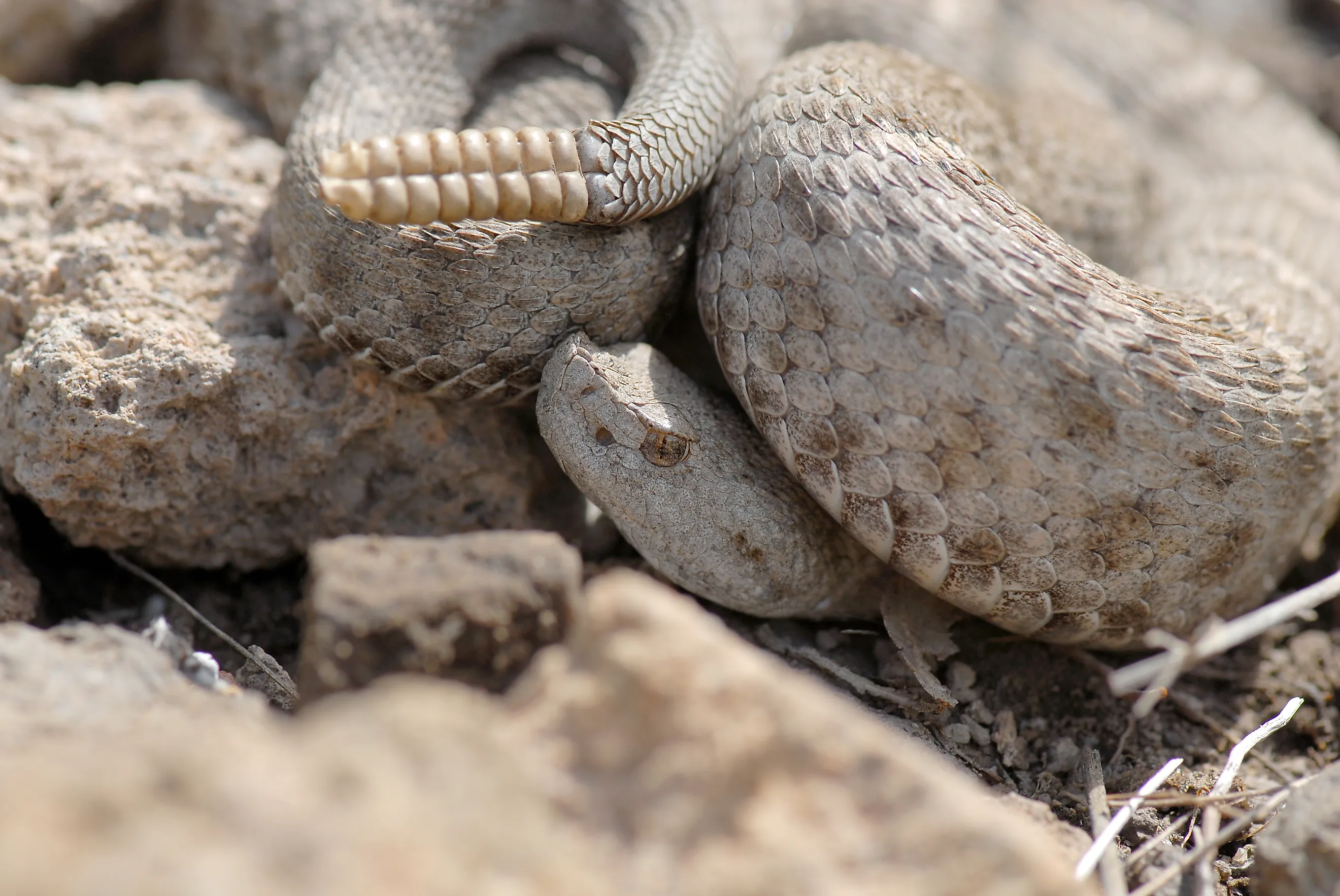  New Mexico ridge-nosed rattlesnake.