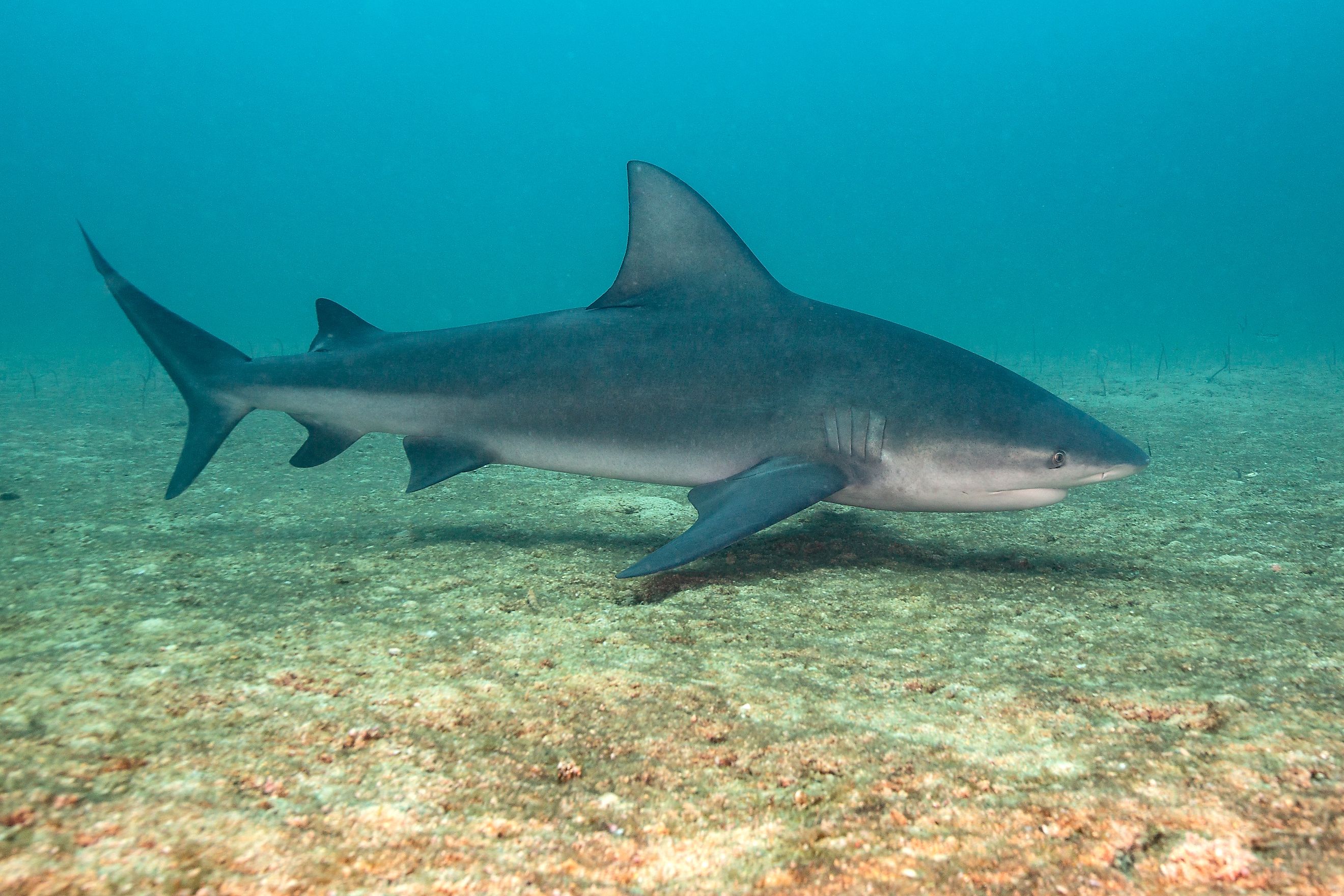 A bull shark swimming