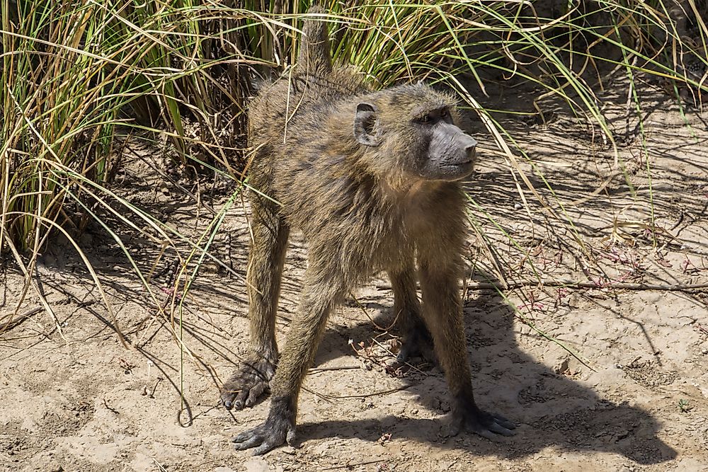 A baboon in W National Park, Burkina Faso.