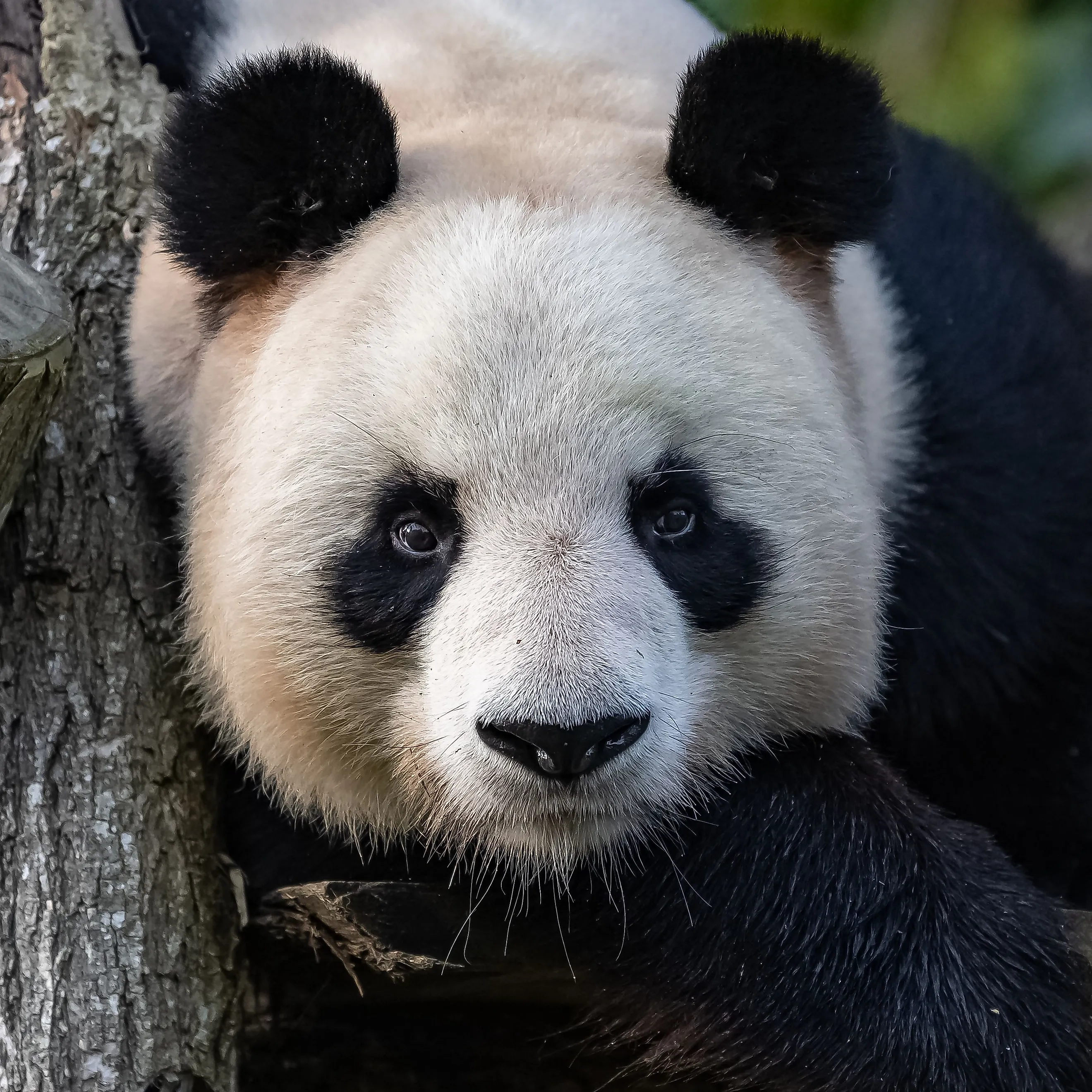 A giant panda lying, looking at camera.