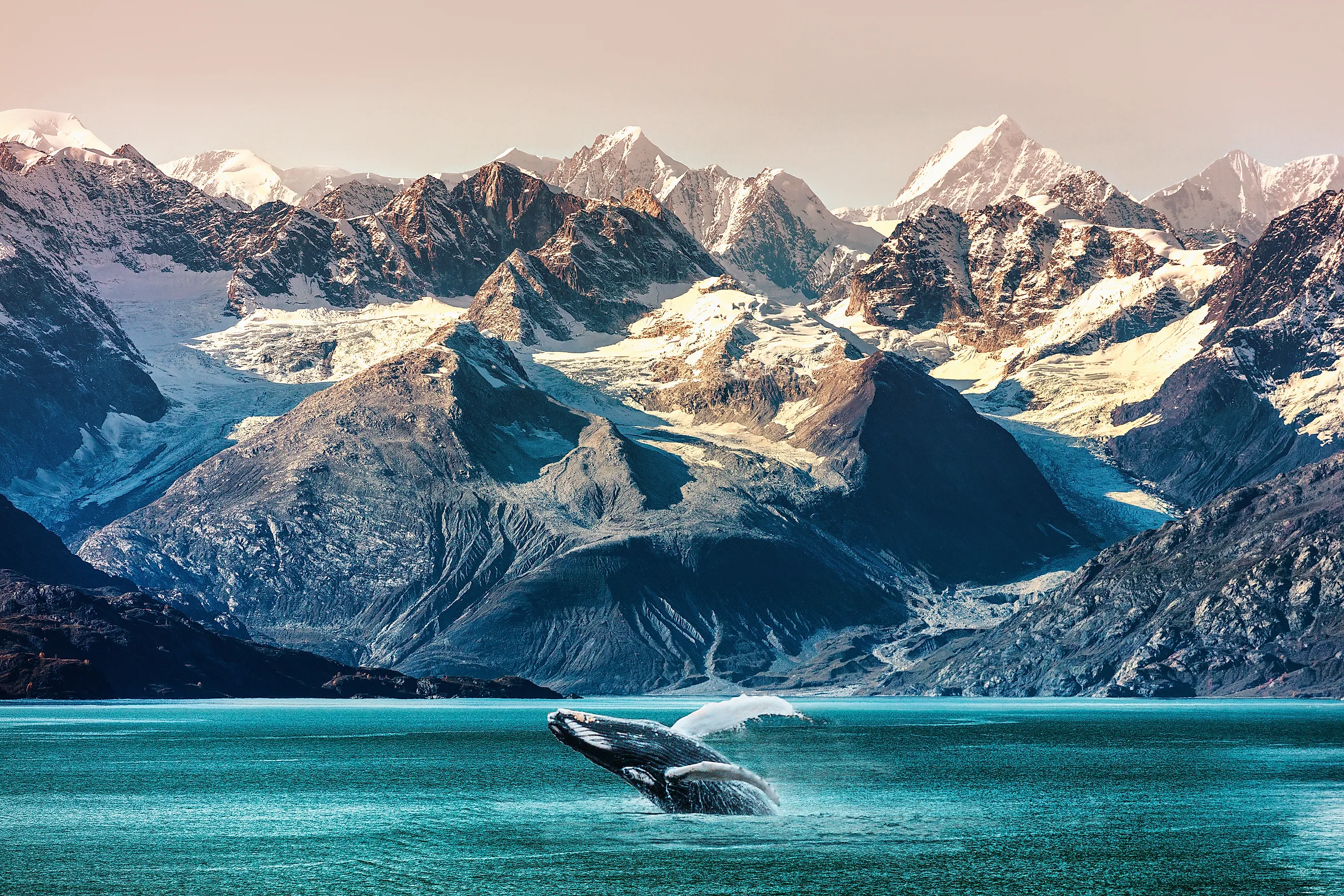 A whale breaching in the waters of the Inside Passage, Alaska.