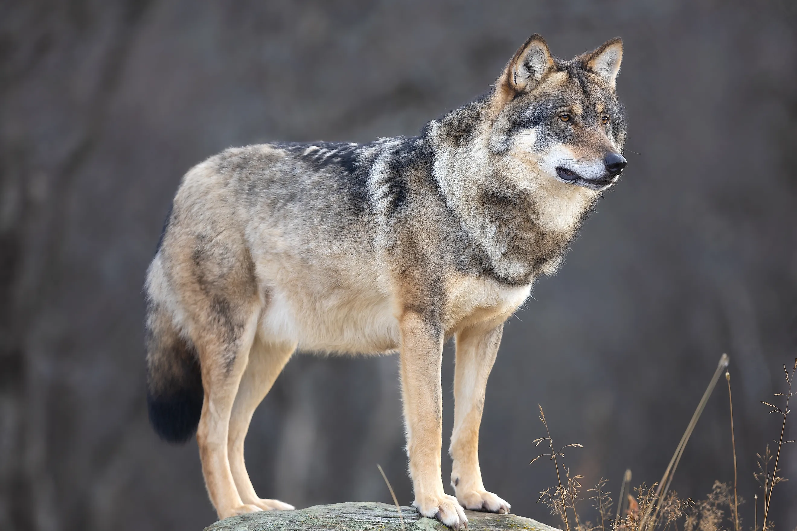 Large male grey wolf in profile standing on a rock looking for prey.