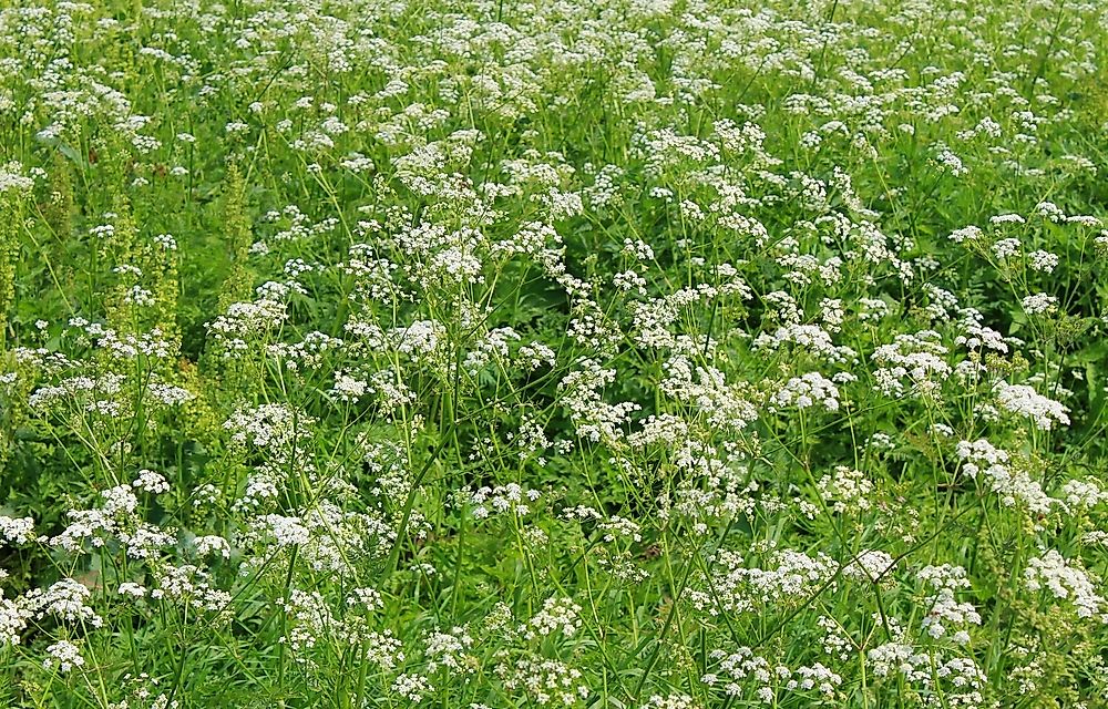 Water hemlock.