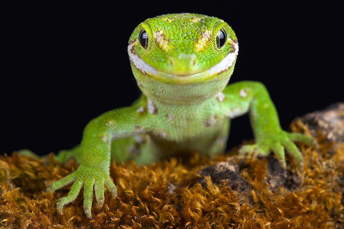 The Jewelled gecko (Naultinus gemmeus) is a native species to the South Island of New Zealand. It is found only on the southeast of the South Island. Image credit: reptiles4all/Shutterstock.com