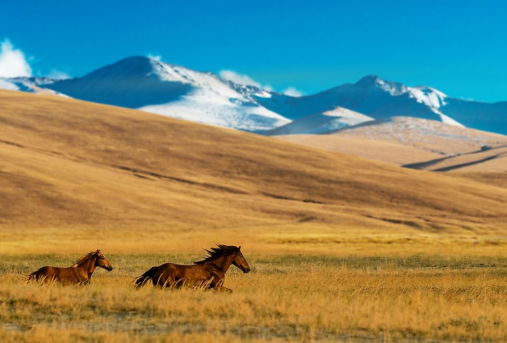 Horses in the Almaty Plateau in Kazakhstan. Kazakhstan is a landlocked country in Asia.