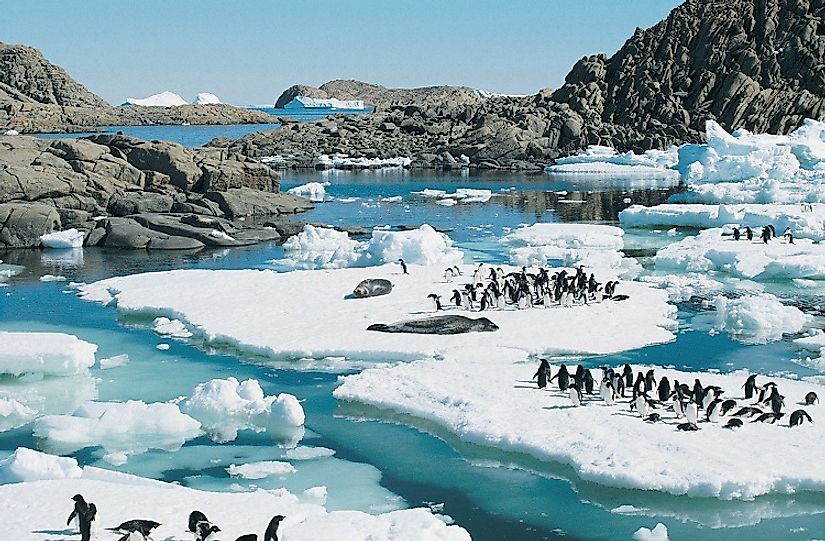 Relatively large birds, these Adelie penguins are dwarfed by the Leopard seals they are sharing these ice floes with in eastern Antarctica.