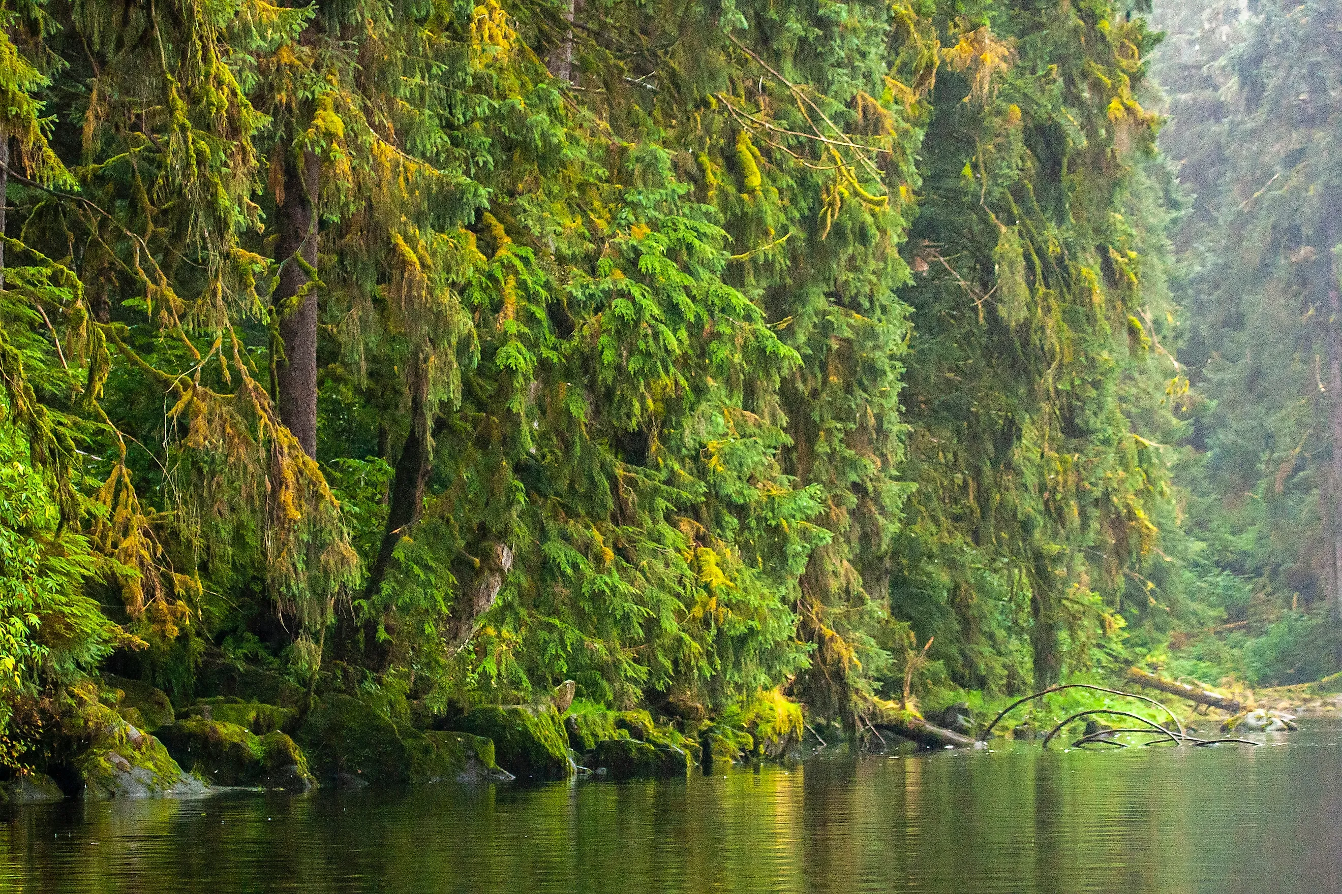 Tongass National Forest, Anan Creek, Alaska. 