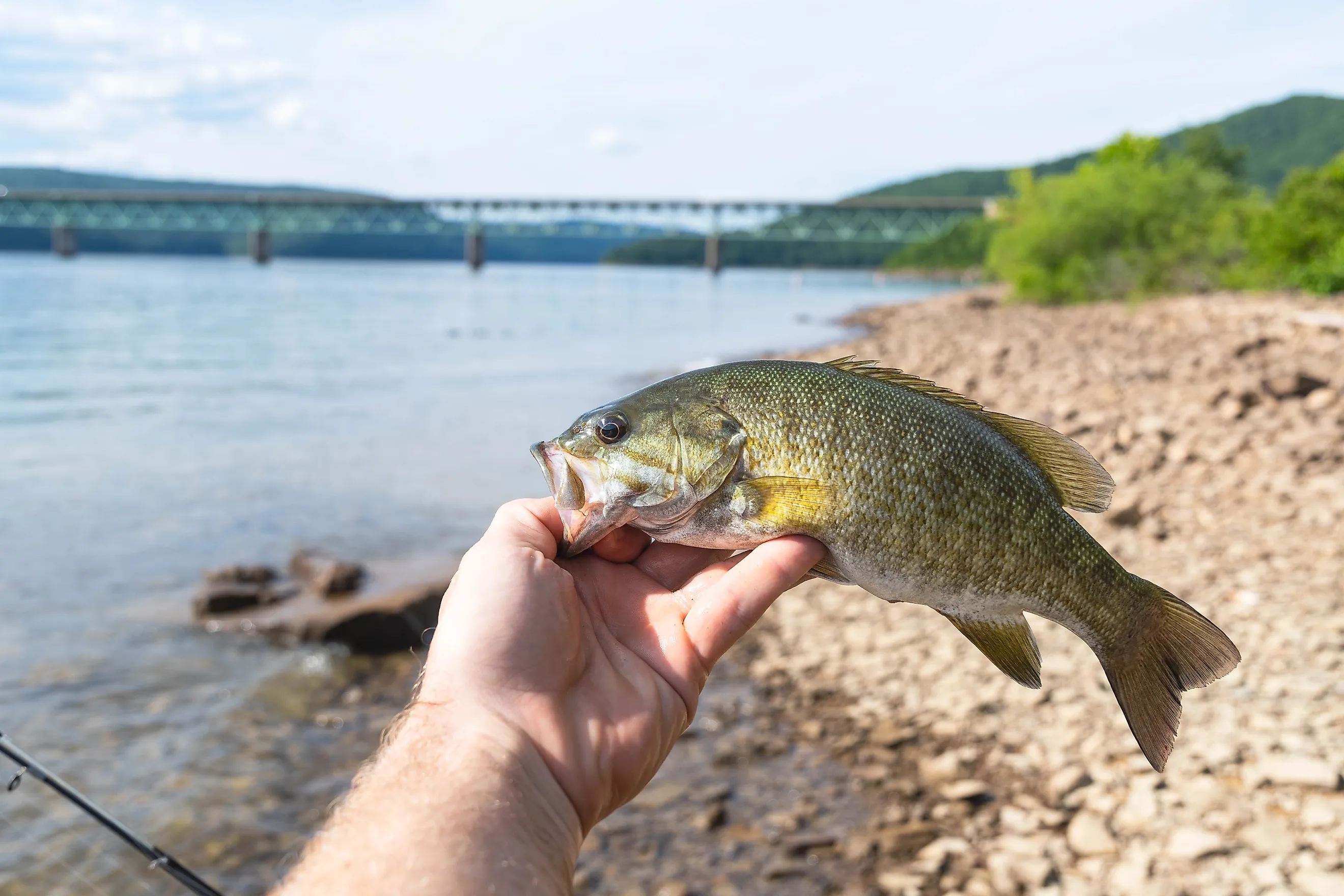Smallmouth bass shore fishing, held by mouth