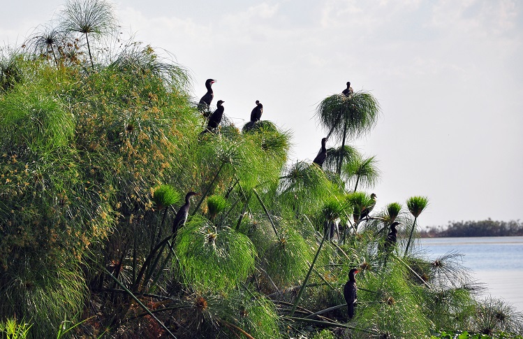 Reed Cormorants roost on papyrus in Zambia's Kafue National Park in the Central Zambezian Miombo woodlands region.