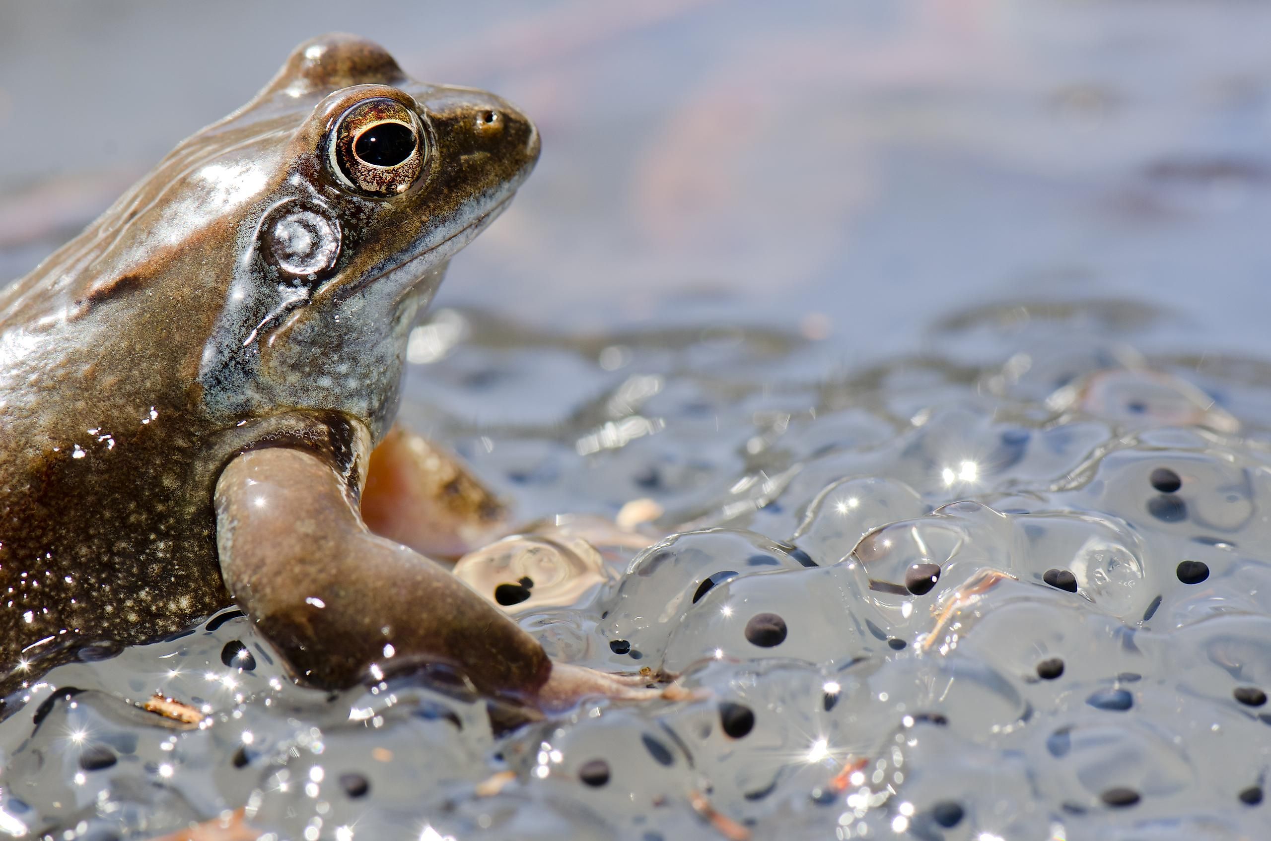 Reproduction refers to the ability of living things to reproduce and pass their genetic information to their offspring.