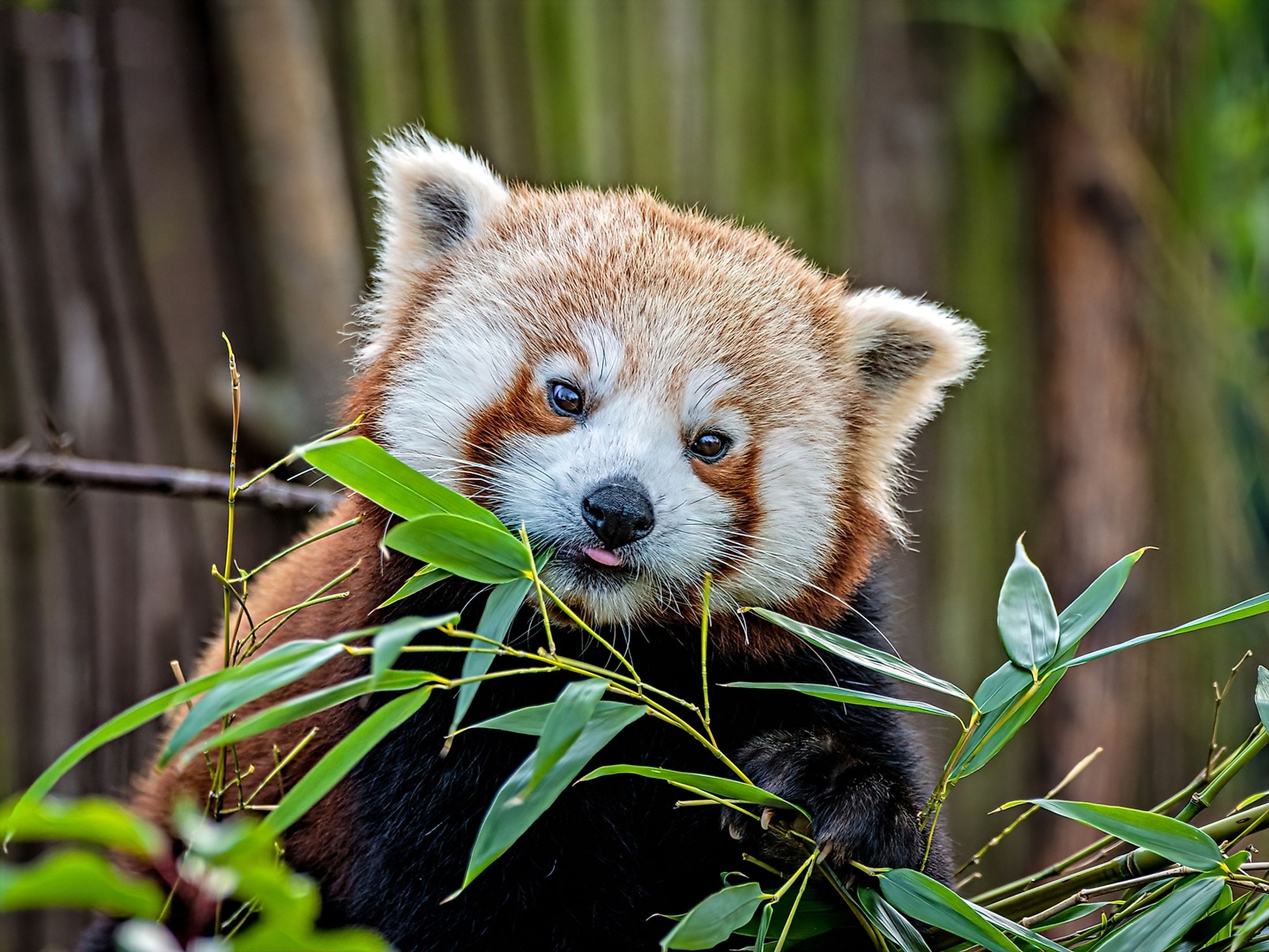 Why Are Red Pandas Endangered Worldatlas