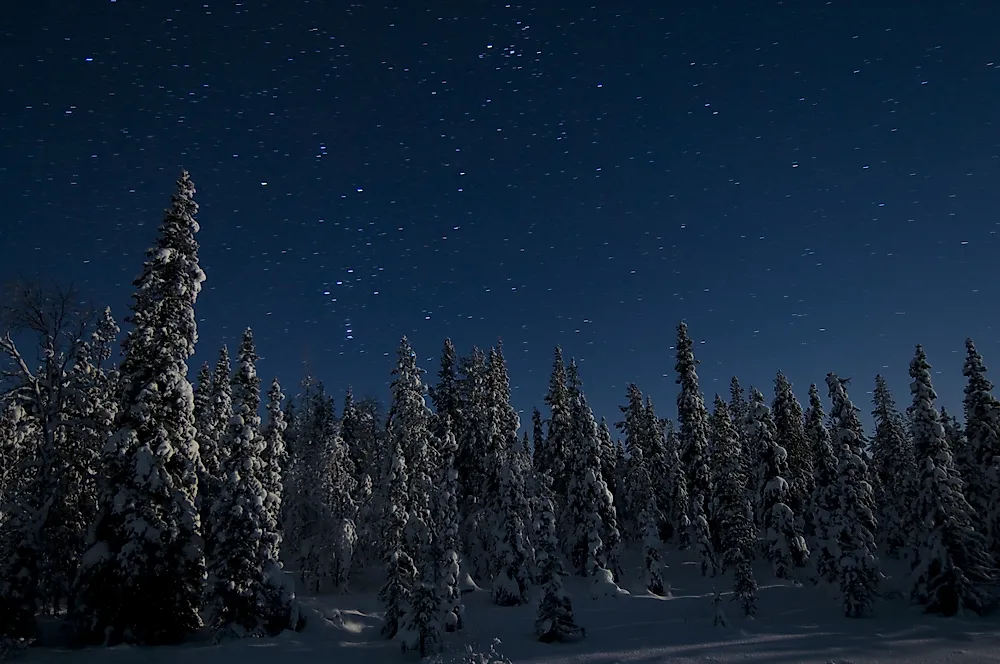 A boreal forest in northern Sweden.