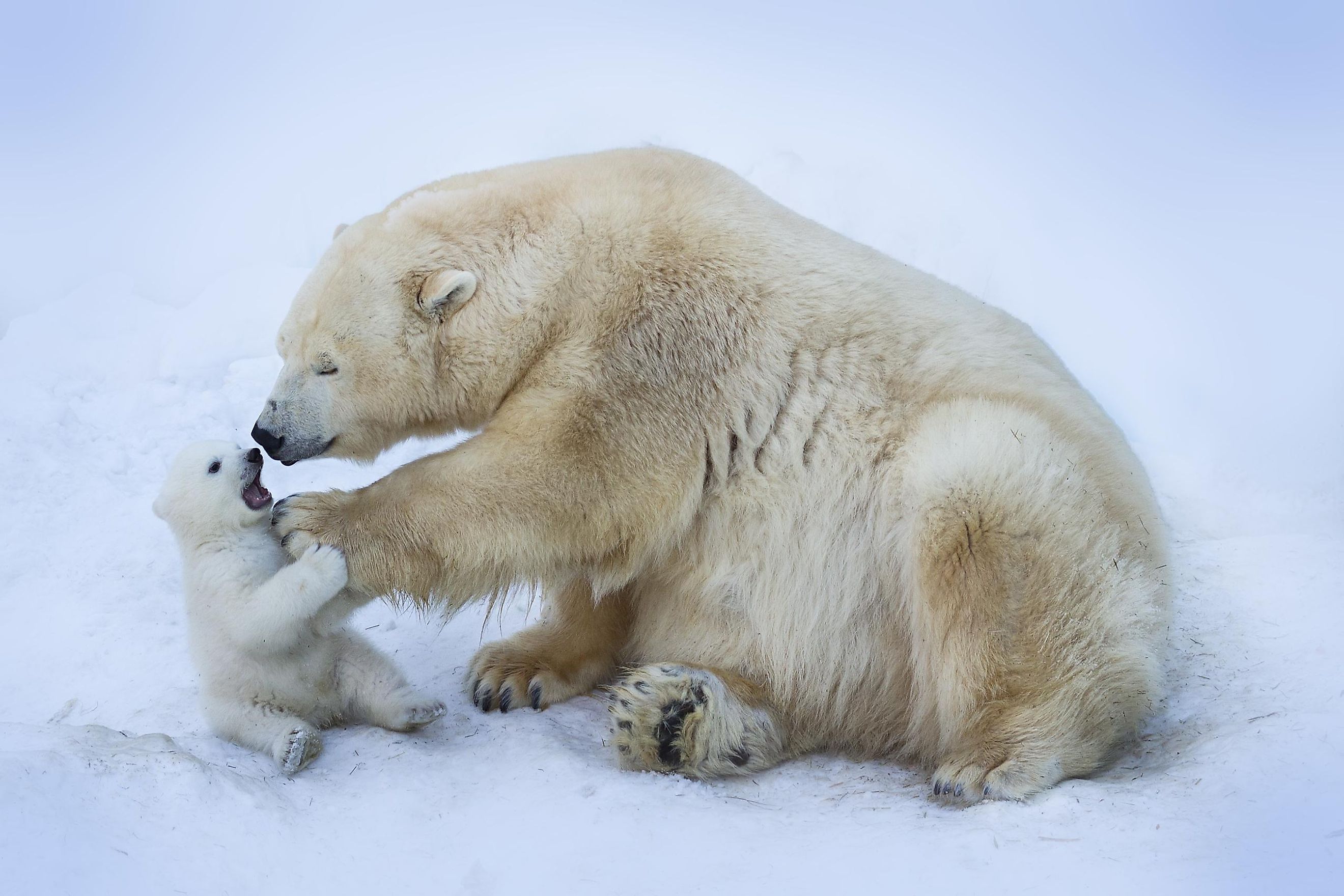 Polar bear mother and cub. Image credit: Belovodchenko Anton/Shutterstock.com
