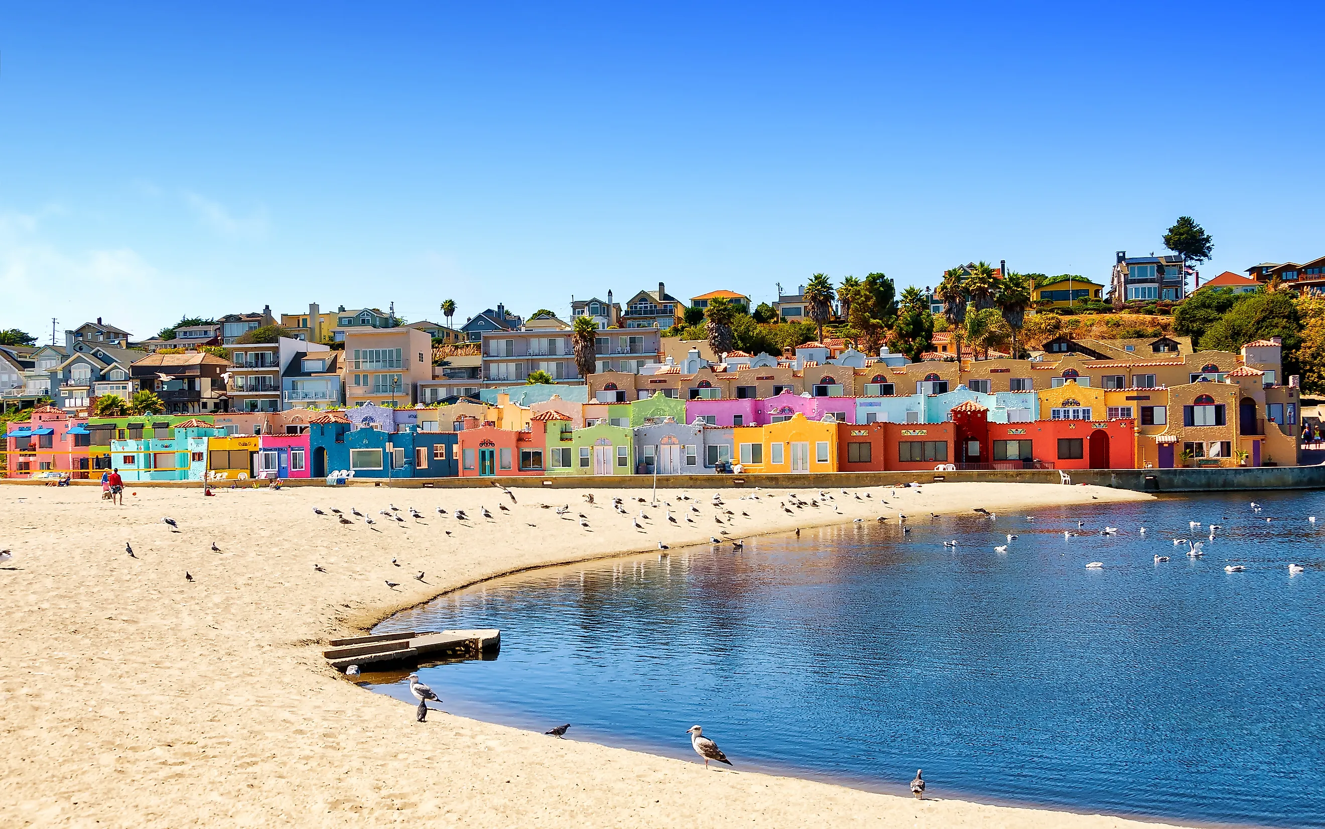 Beach birds in Capitola, California.