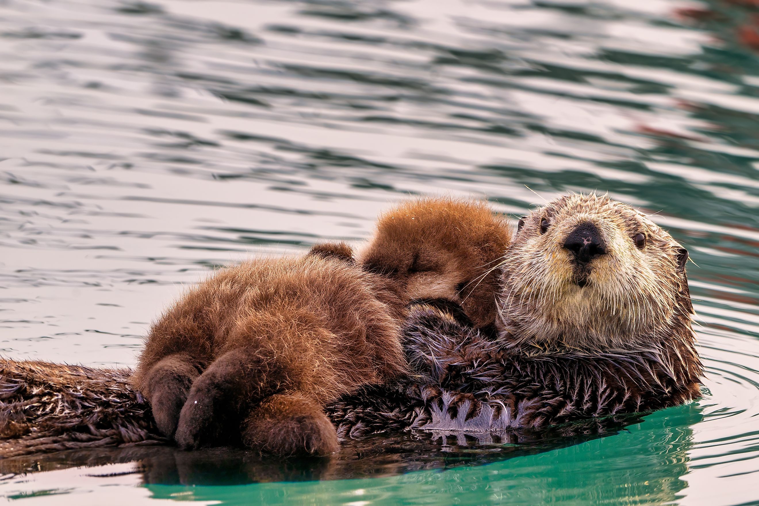 A sea otter with her newborn pup in the waters of Homer, Alaska. Credit: Wirestock Creators/ Shutterstock.com