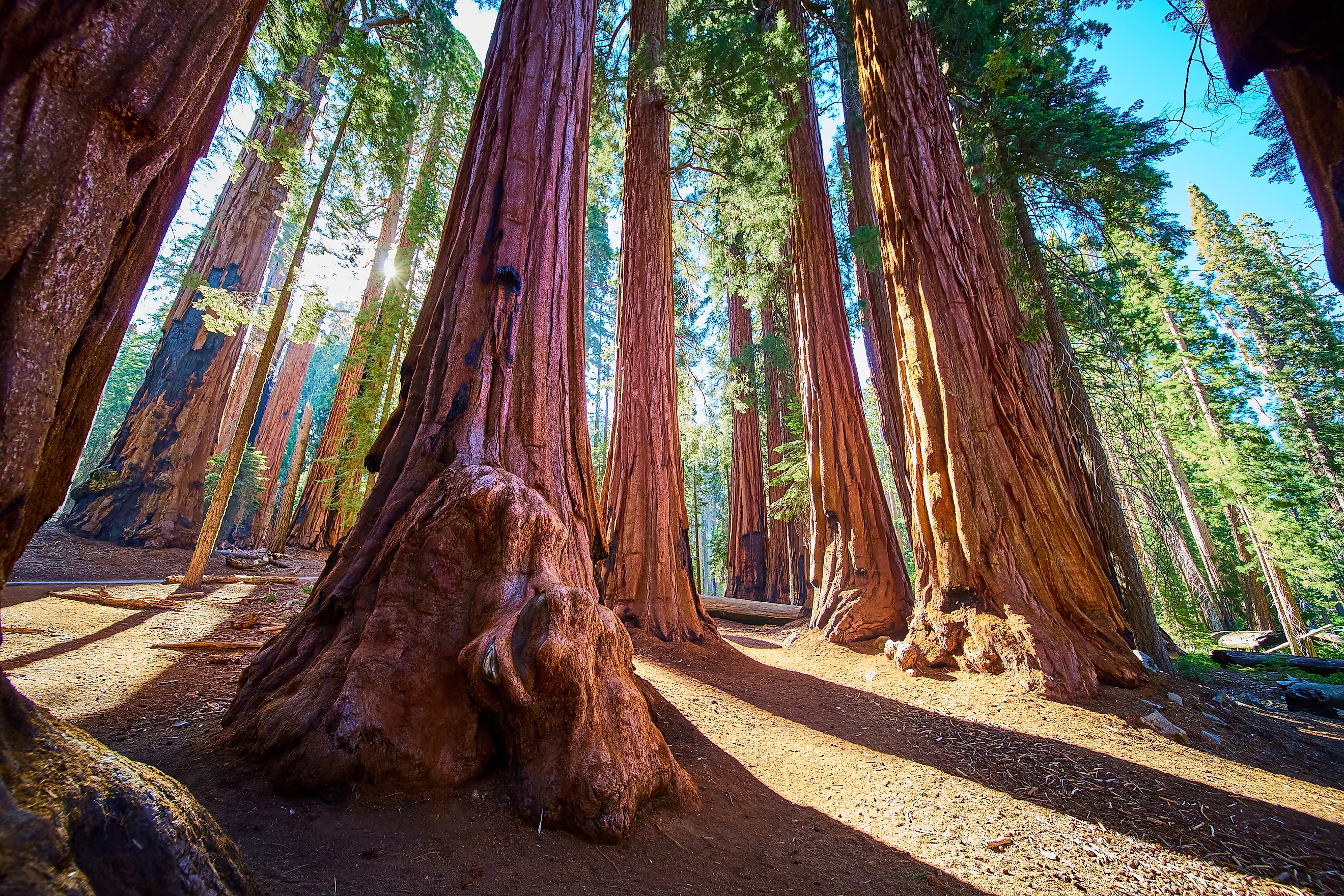 Giant Sequoia Trees Sunburst and Forest Trail in Sequoia National Park