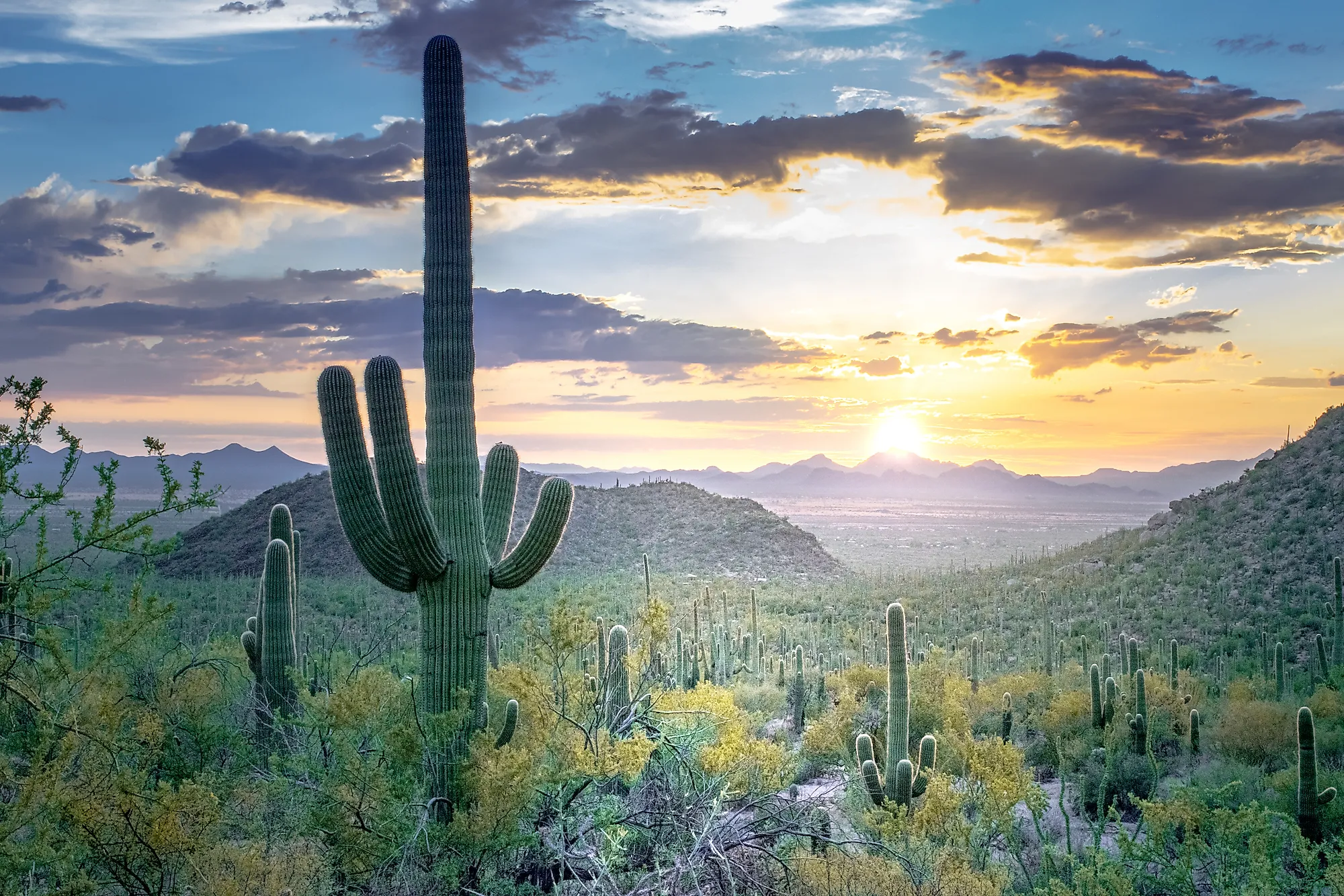 Parque Nacional Saguaro