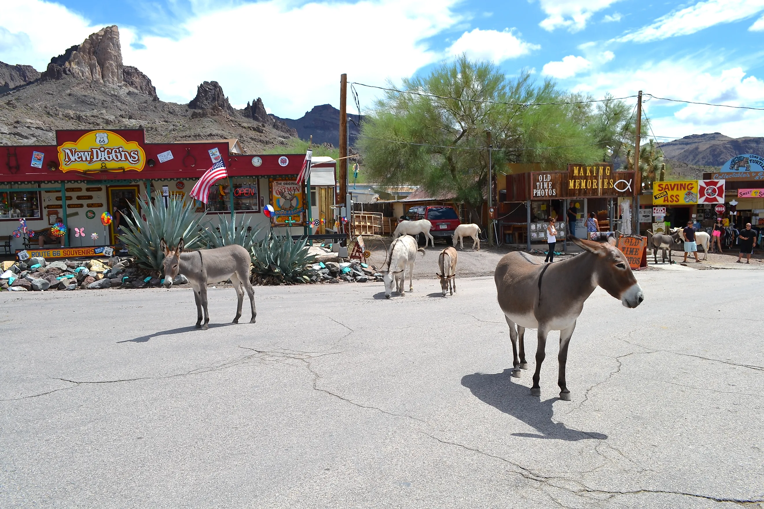 Burros in downtown Oatman, Arizona. Image credit: Nick Clephane / Shutterstock.com