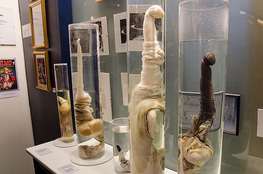 There are over 200 hundred penises, and parts of them, from different species found on Earth.