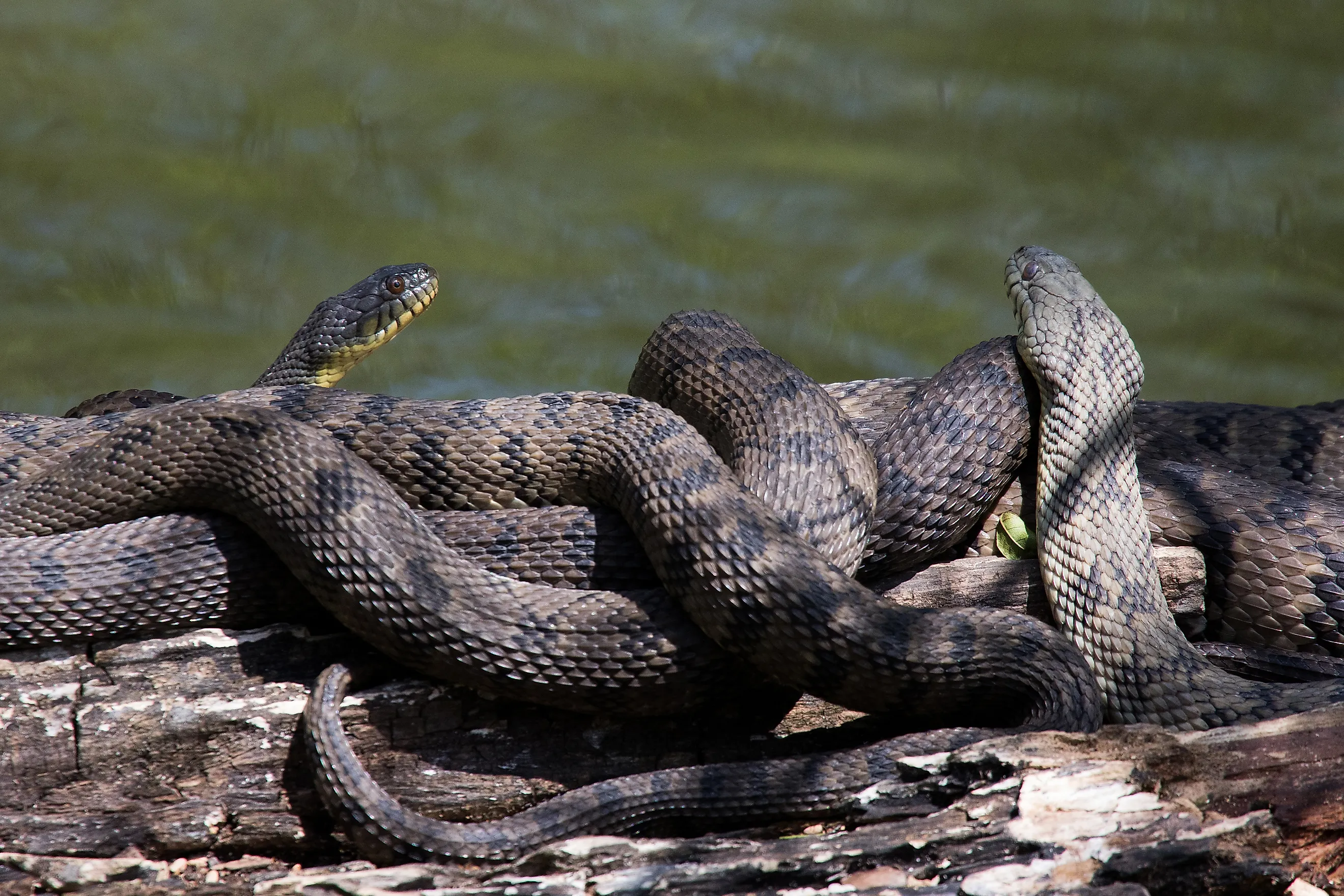 Diamondback water snakes coiled up. 