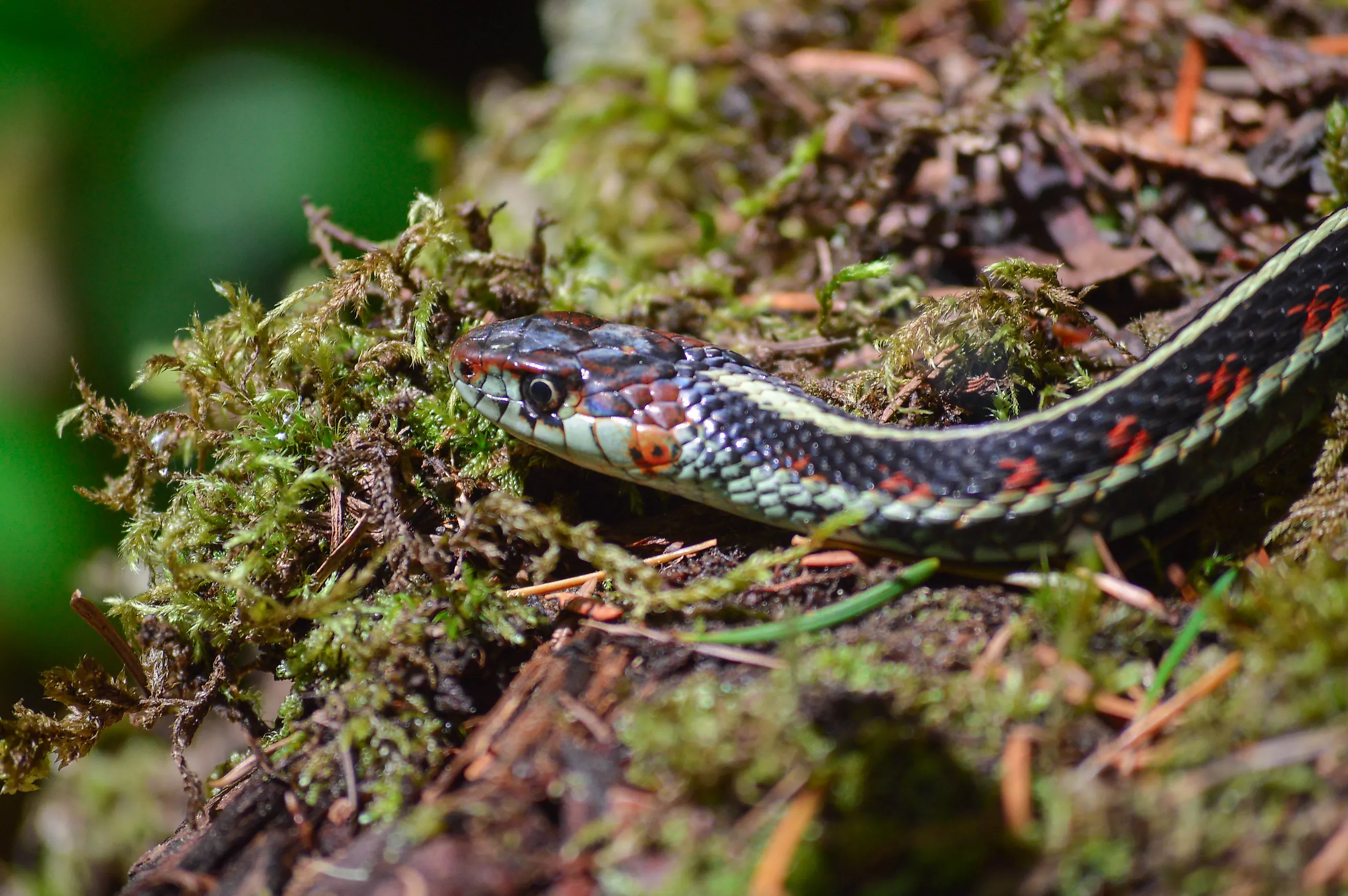 A pacific northwest garter snake on a bed of moss.