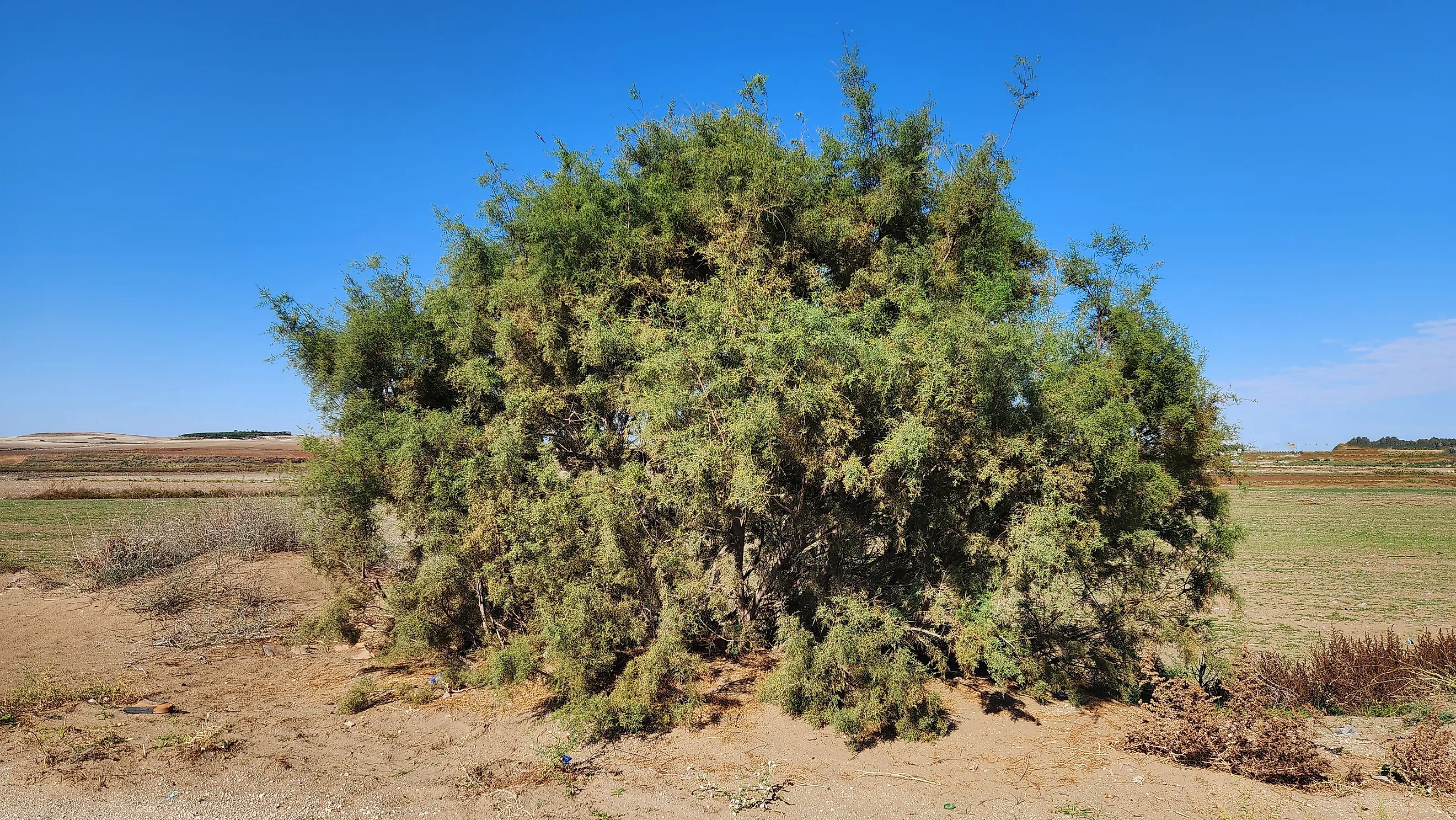 A dense, bushy Tamarix (salt cedar) 