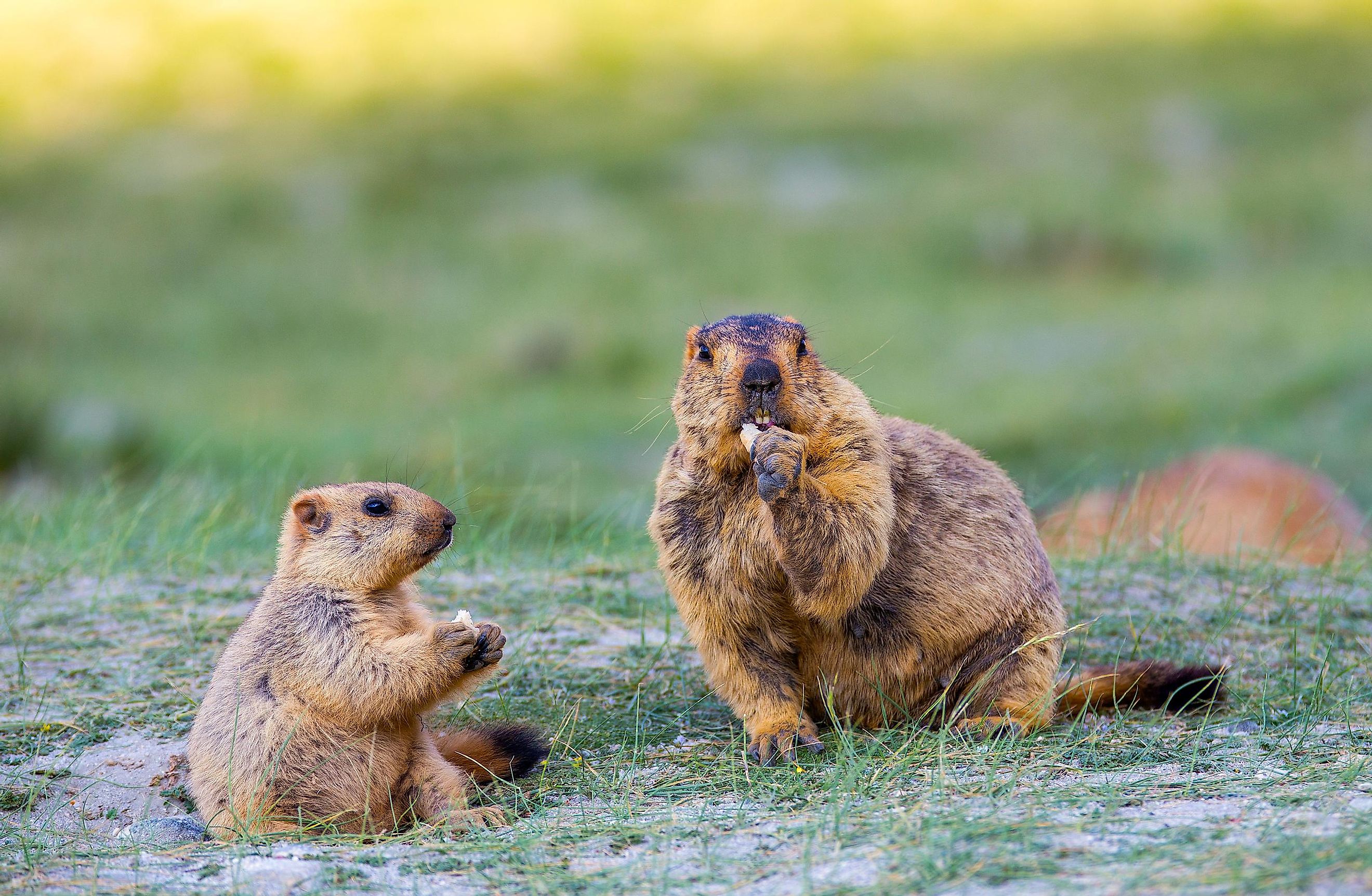 Olympic marmots