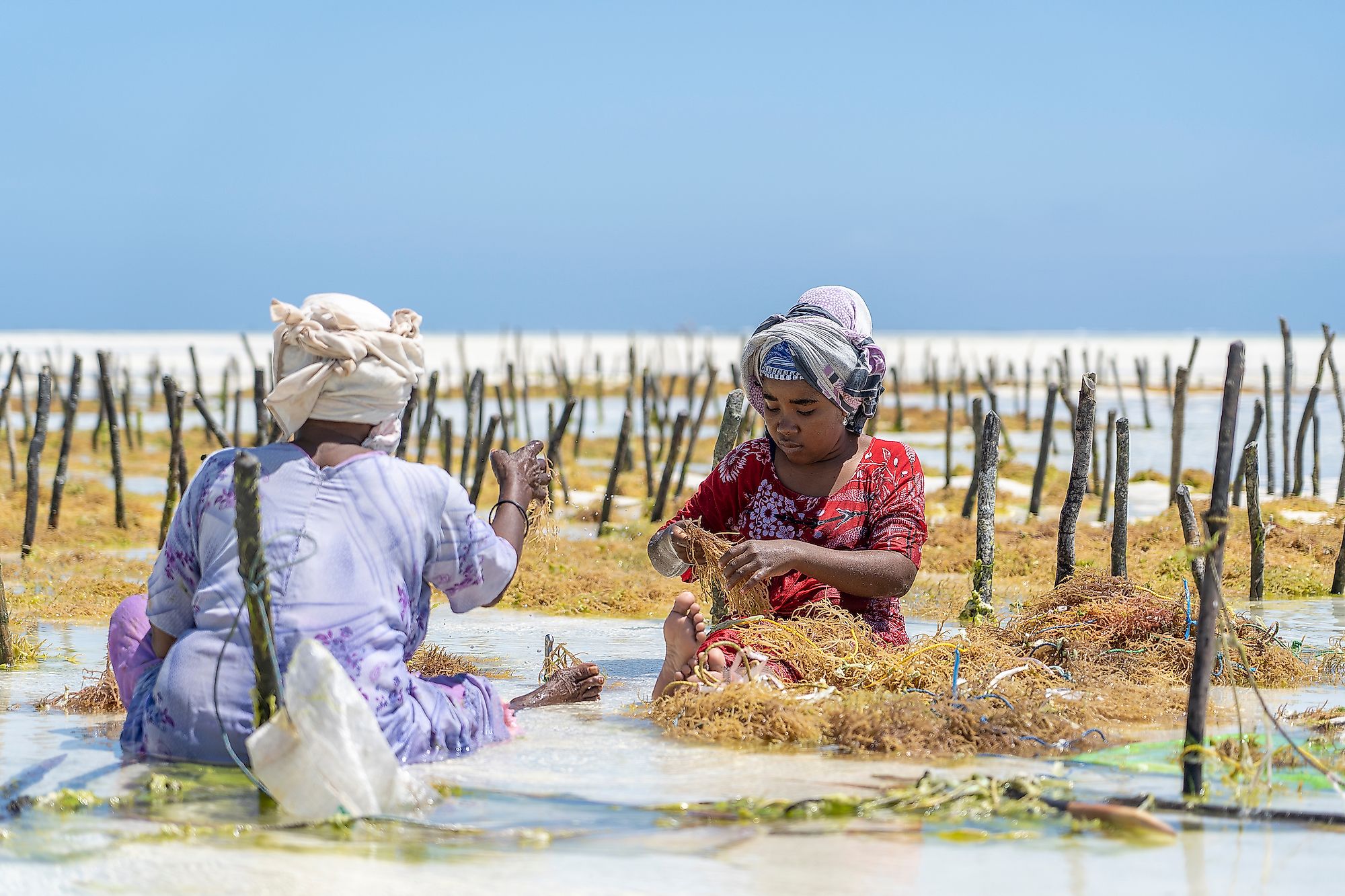 Tanzanian women harvesting seaweed for soap, cosmetics and medicine in Zanzibar, Tanzania, East Africa. Image credit: OlegD/Shutterstock.com
