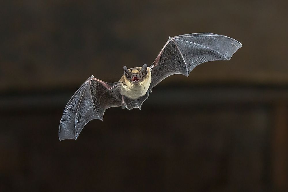 Bats are some of the few mammals which are able to use the sound to “see” in the dark.