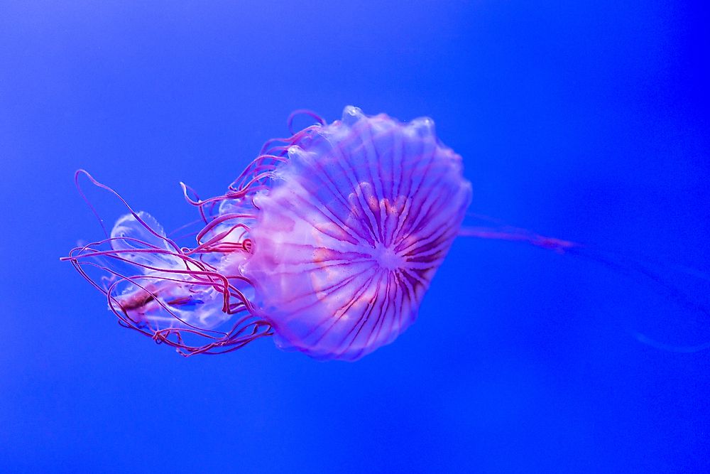 deadly australian jellyfish deadly australian jellyfish