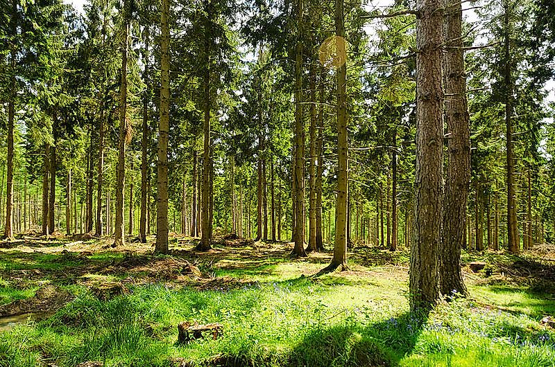A wooded land during the summer in England