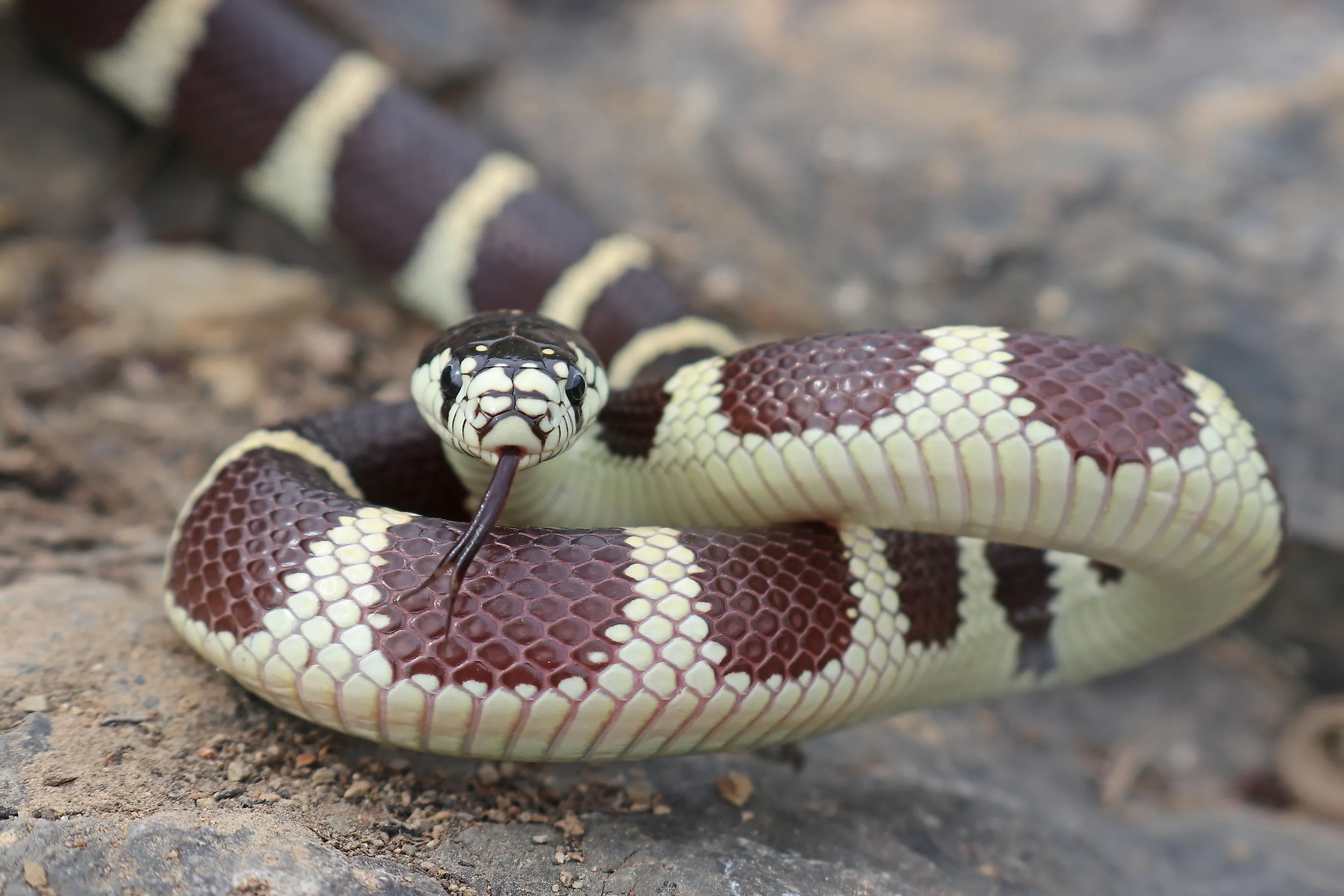 California kingsnake.