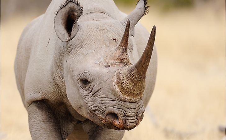 Close-up of a black rhino.