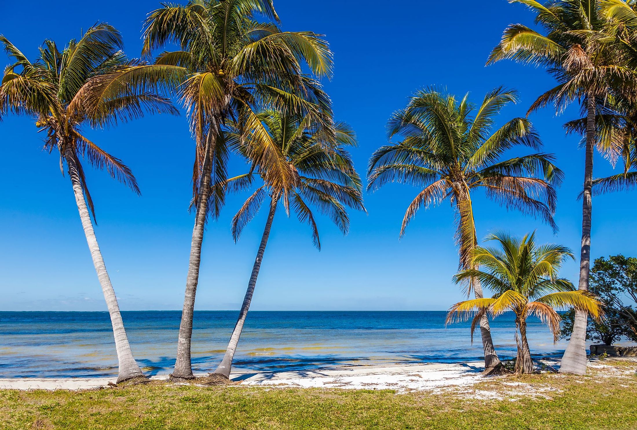 Palm trees on Gulf of Mexico in Bokeelia on Pine Island, Florida