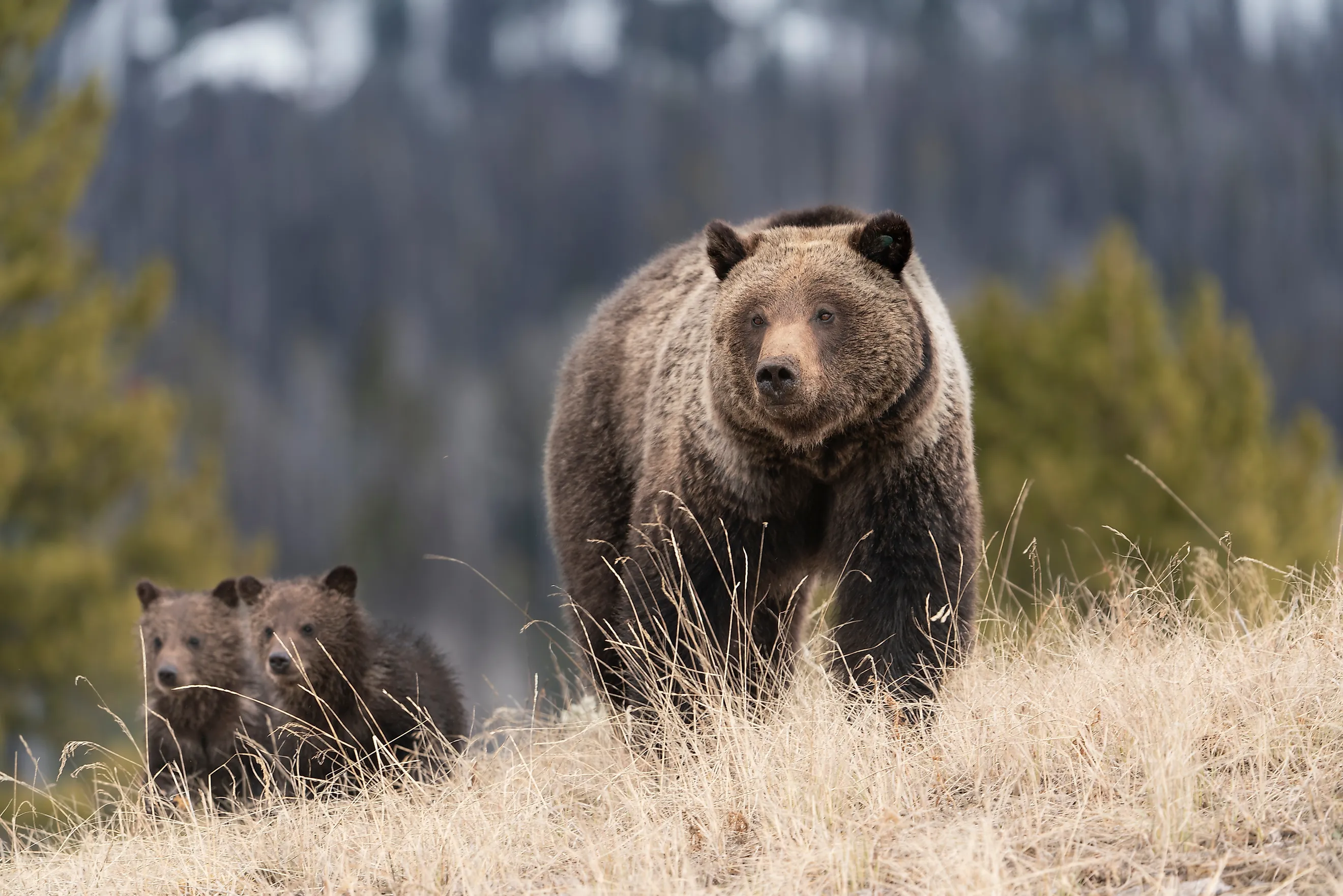 USA, Wyoming, Bridger-Teton National Forest. Grizzly bear sow with spring cubs.