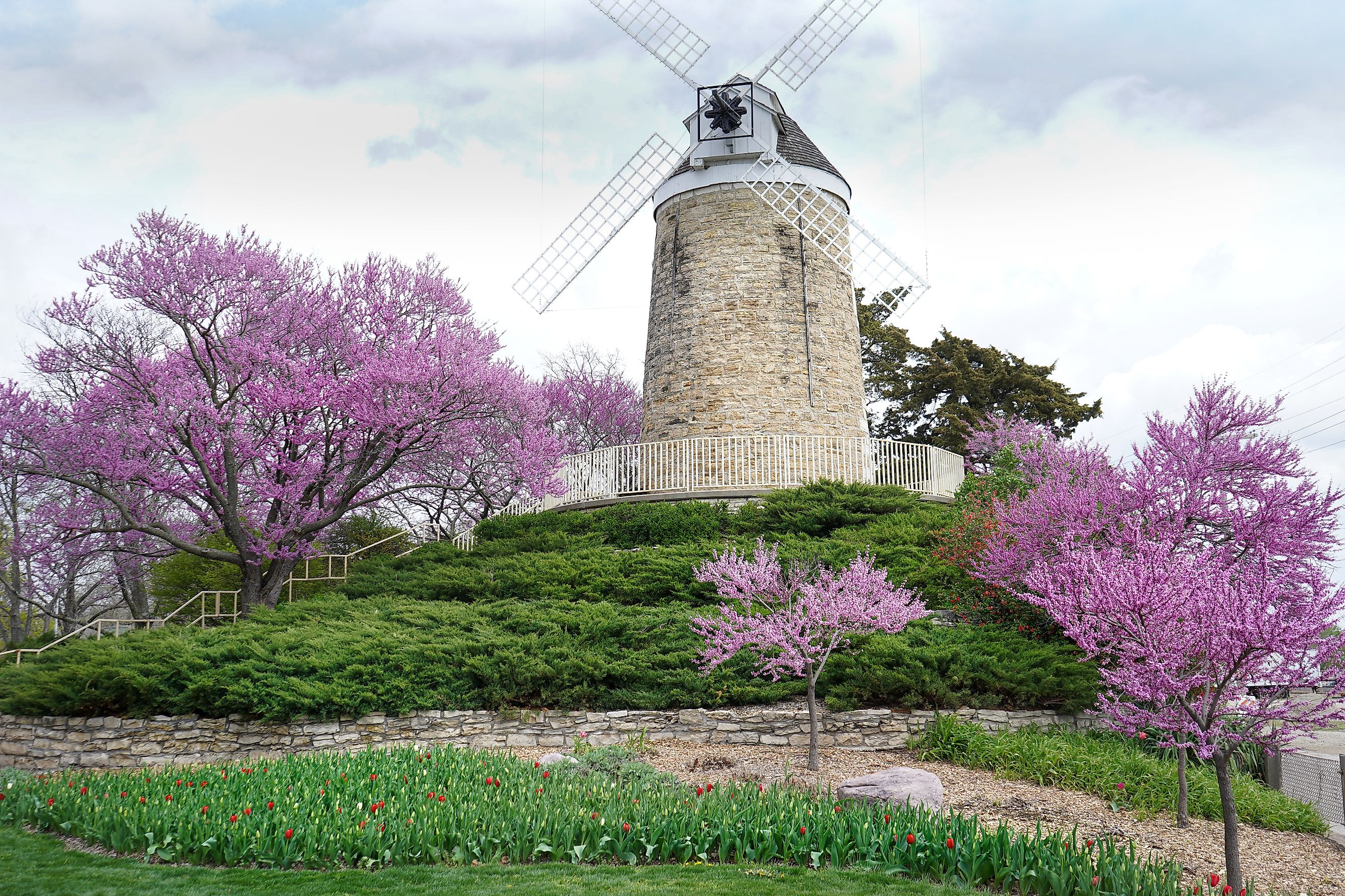 Windmill in Wamego City Park among purple trees.