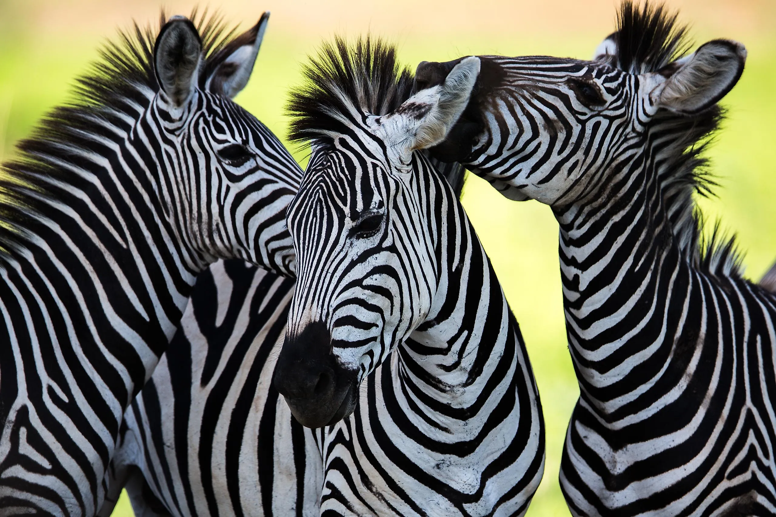 Three zebras.