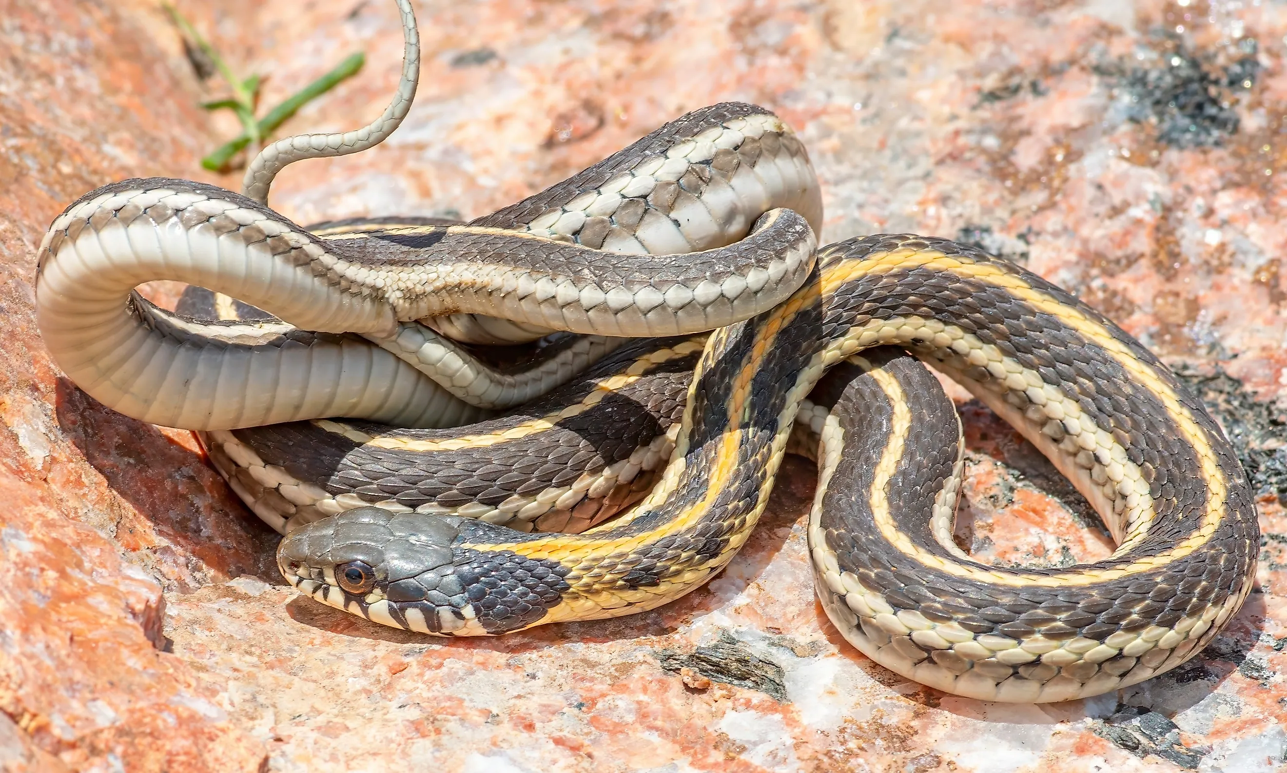 a Western Black-necked Garter Snake