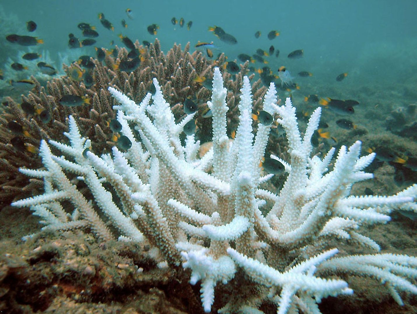 Bleached Acropora coral with normal coral in the background.