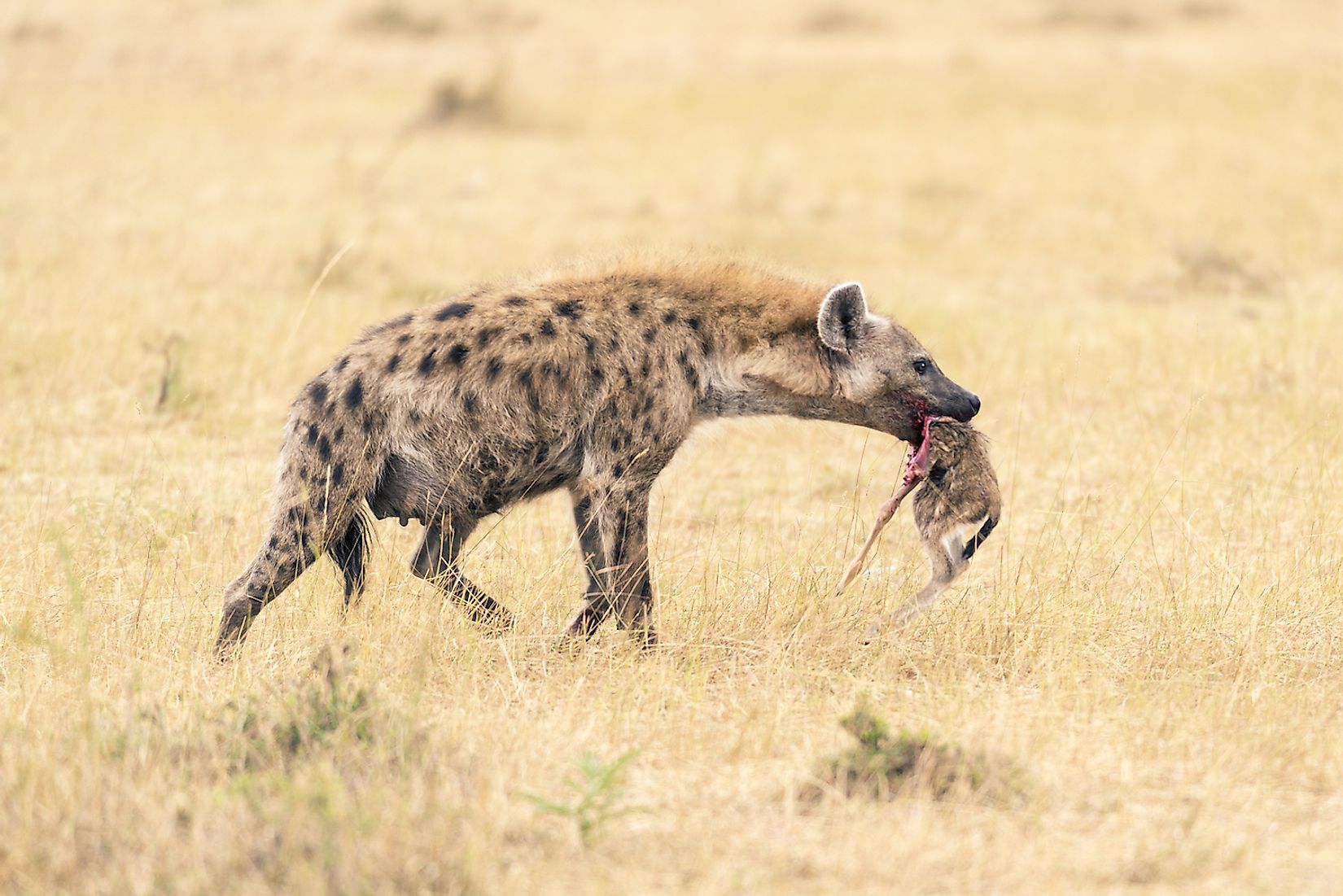 Popular Myths About Hyenas Busted - WorldAtlas